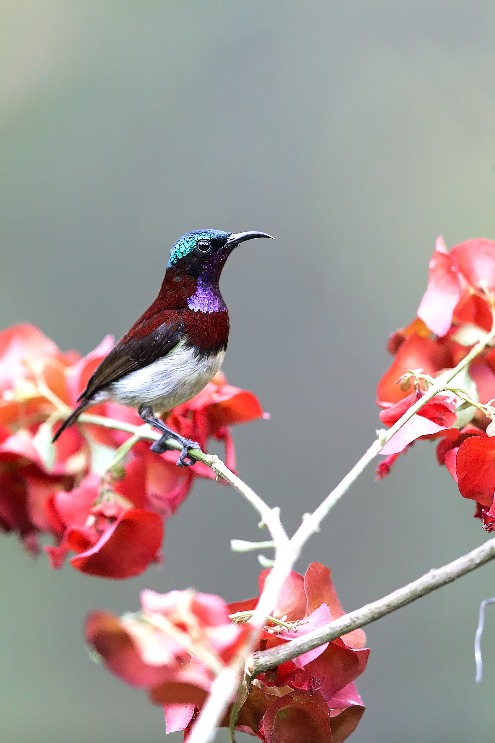 Crimson backed sunbird / Nettarinia dorsocremis