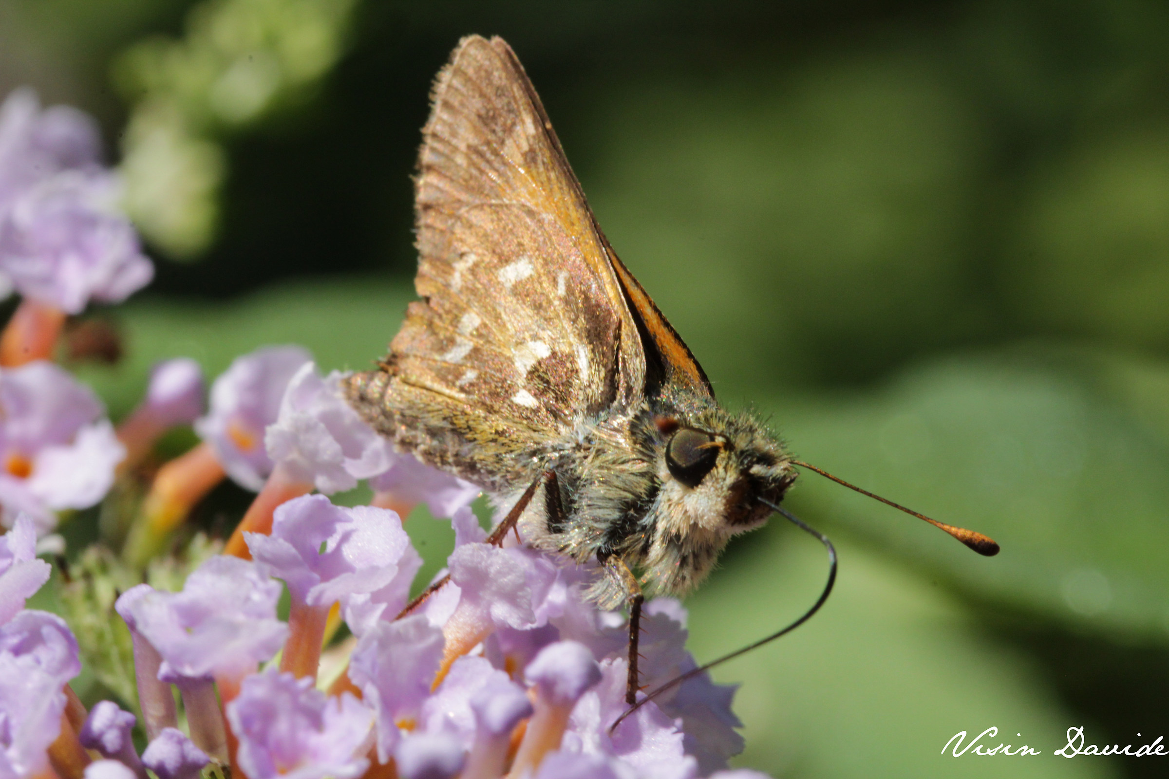 But what a beautiful portrait!