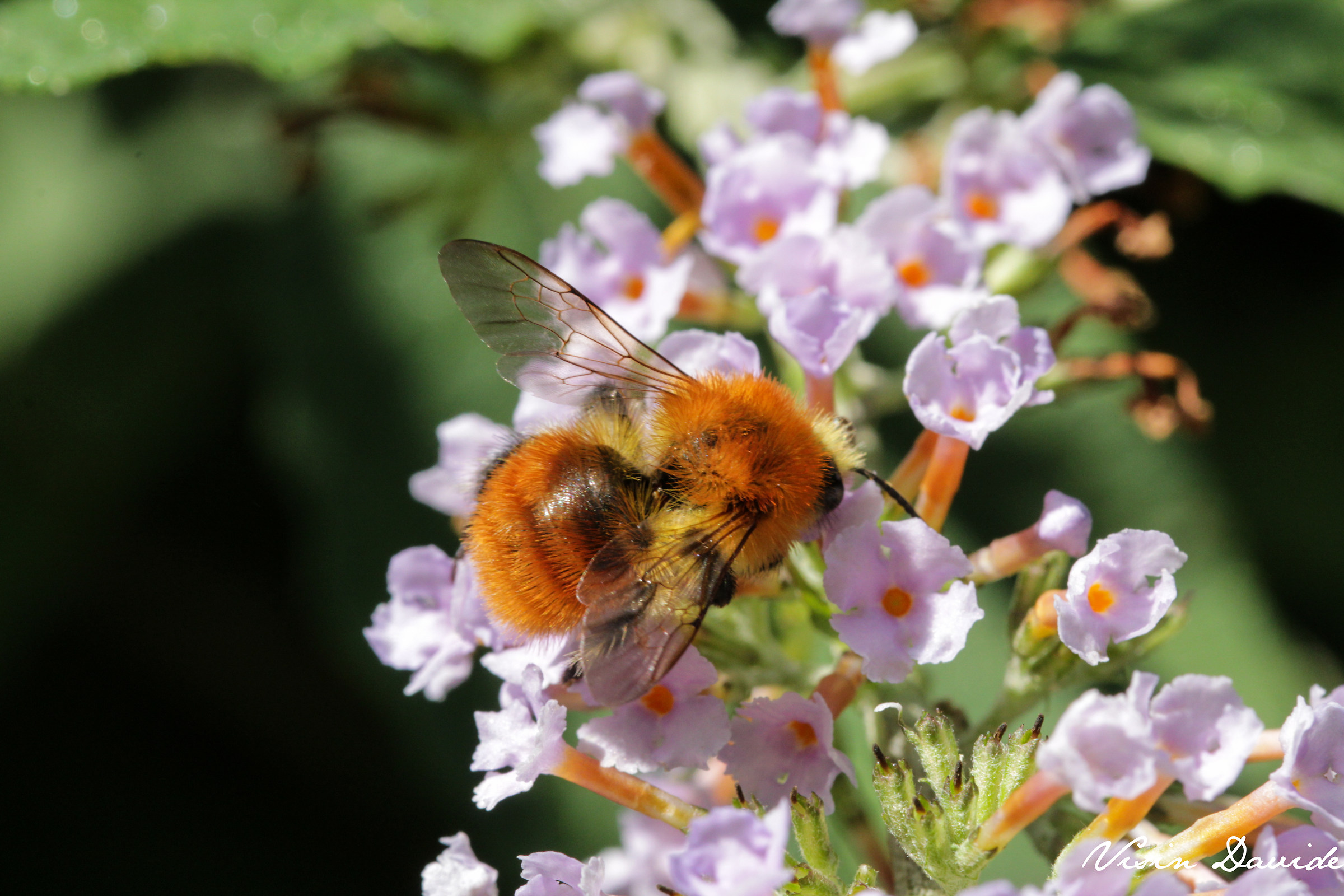 Looking for the perfect detail!