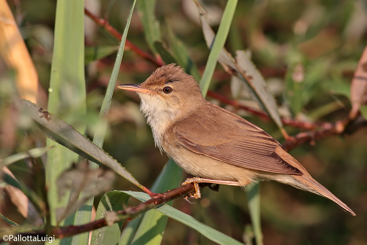 Cannaiola (Acrocephalus scirpaceus)
