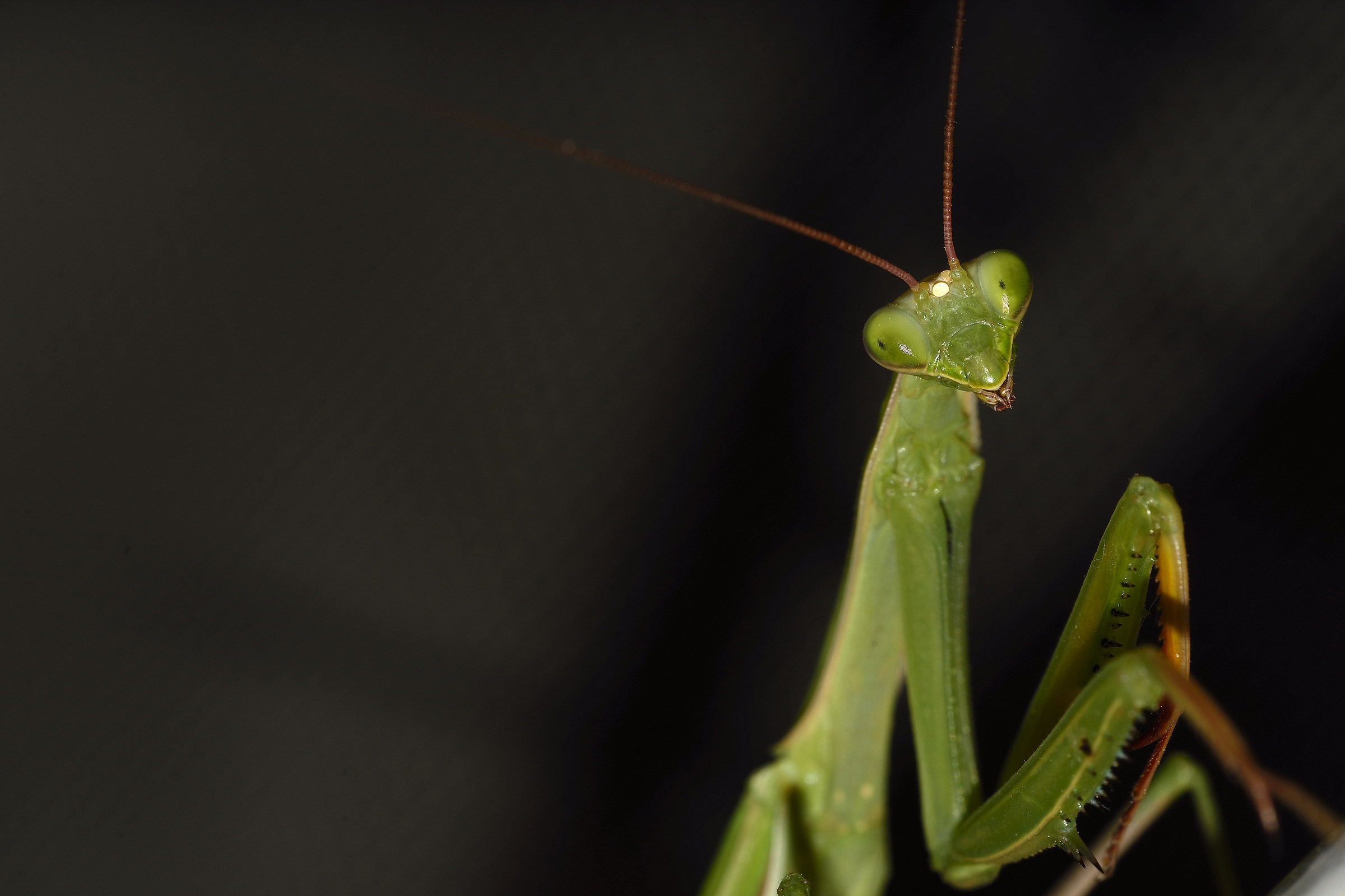 you smile!! cheese !!!