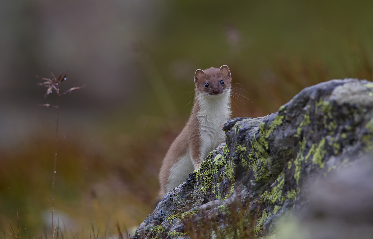 ermine