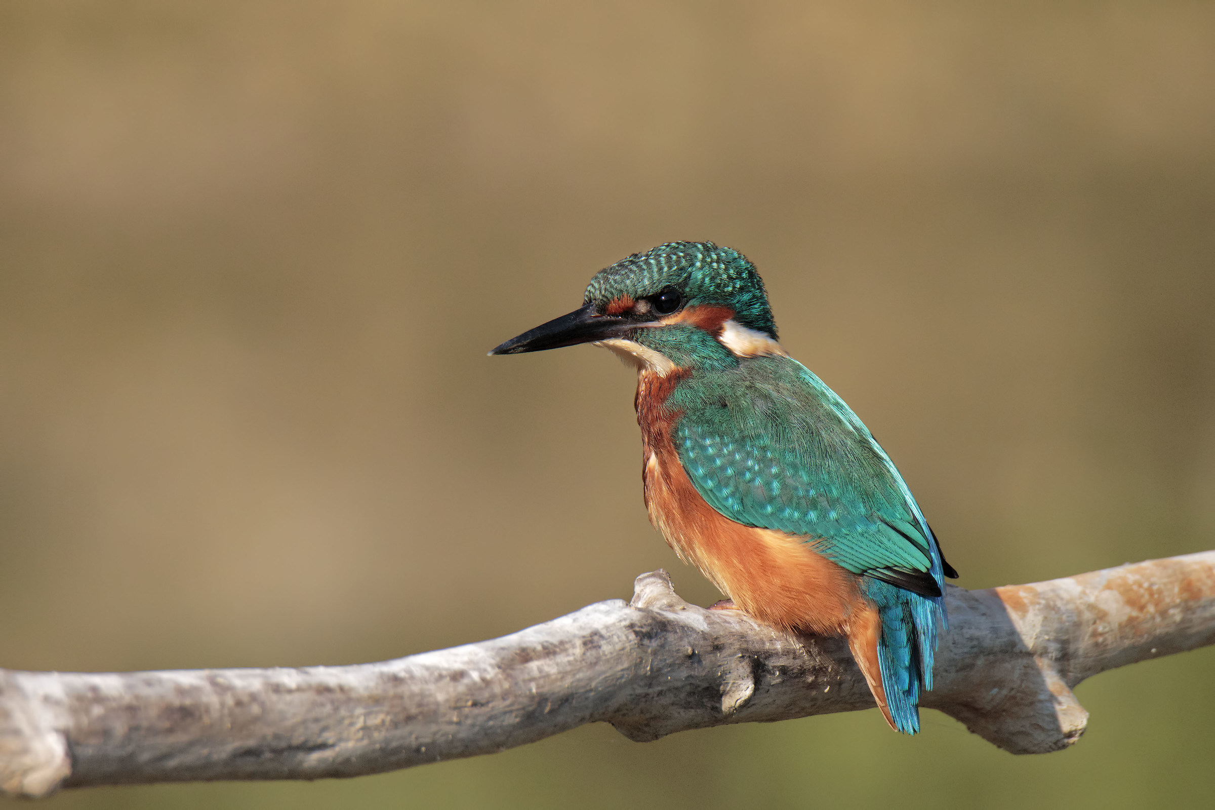 Kingfisher