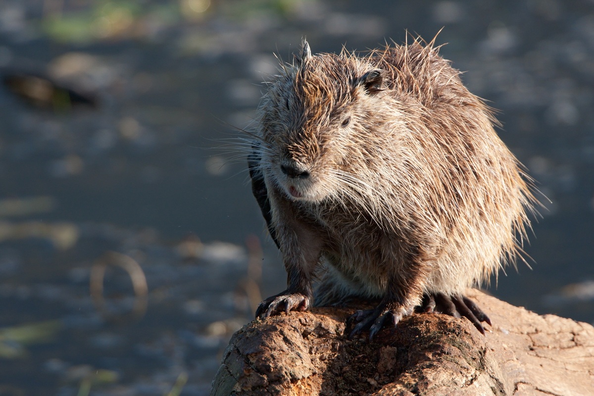 Castorino..Nutria : )
