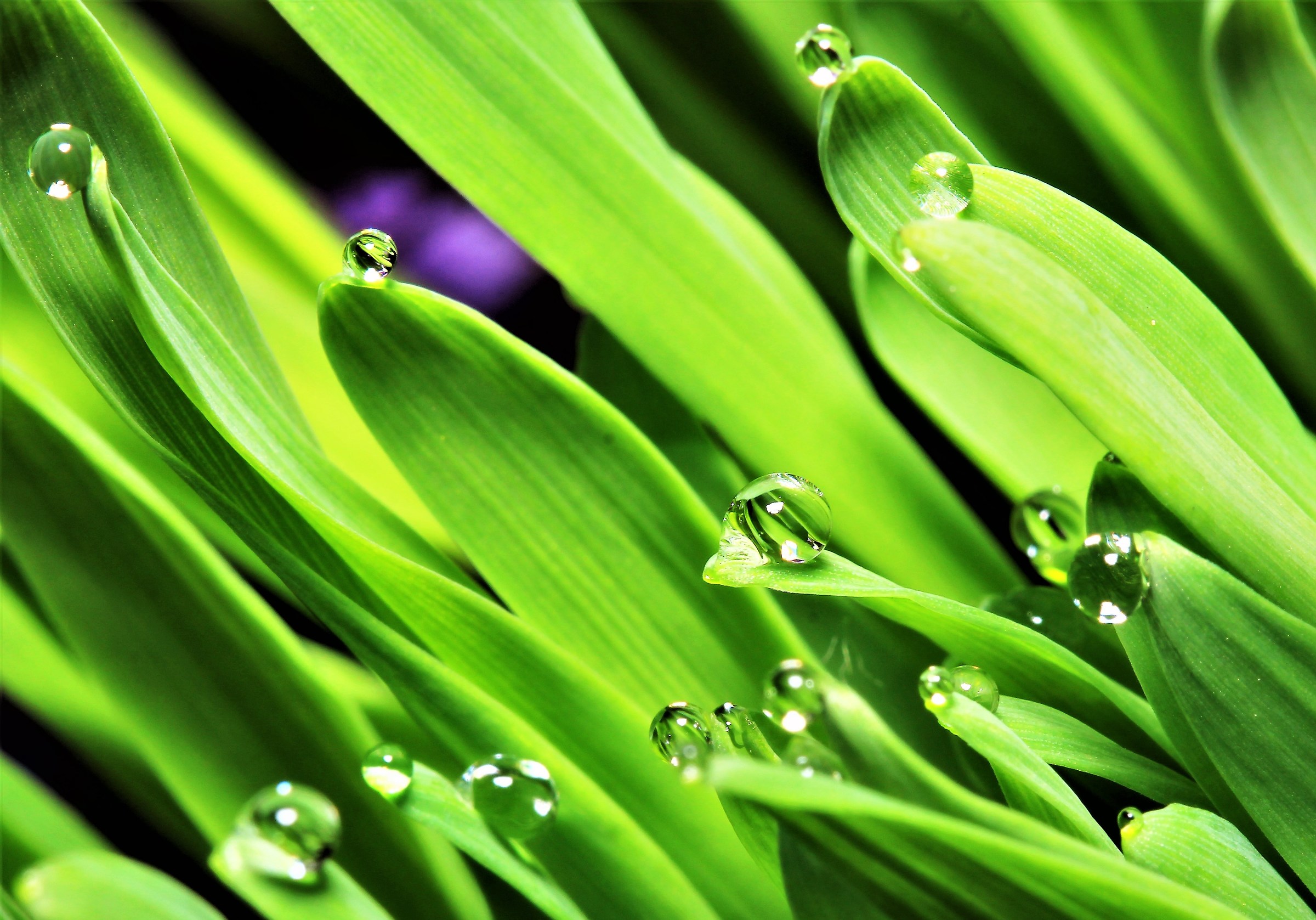 Erba gatta con rugiada