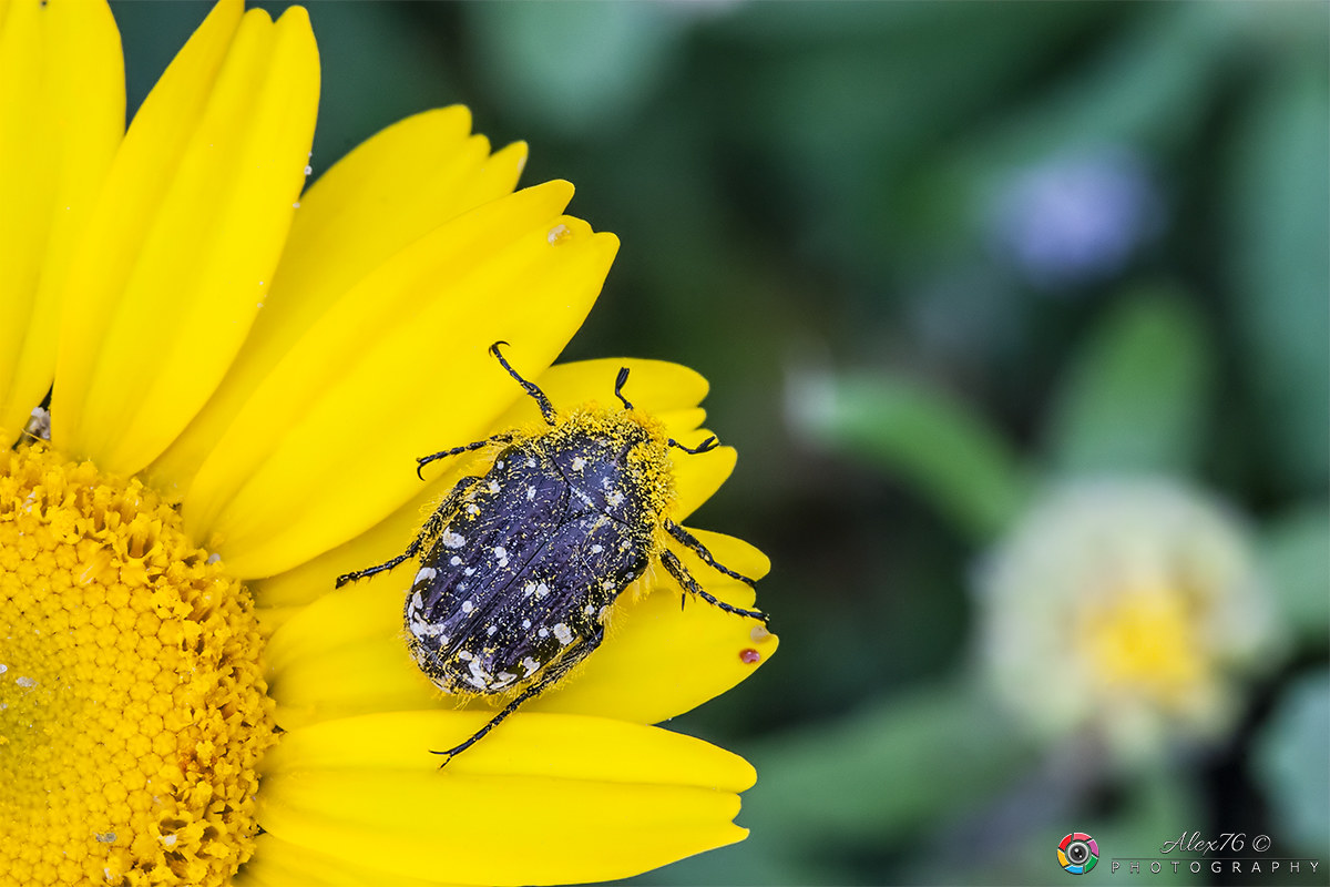 Coleoptera-Cetonidae- (Oxythyrea-fatal)