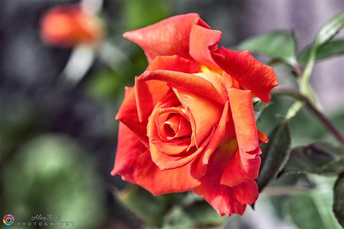 The great home of a small insect