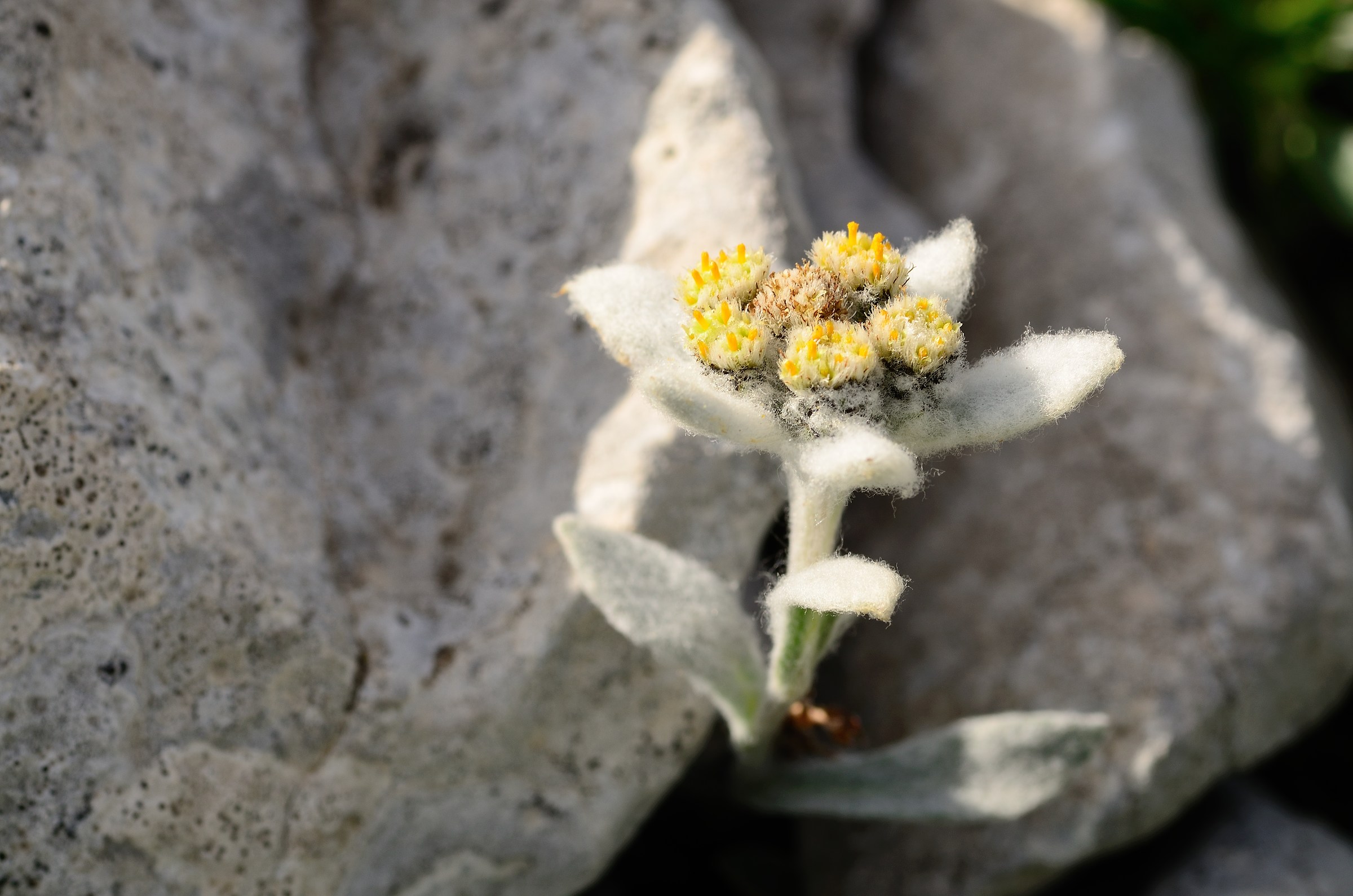 Stella alpina appenninica
