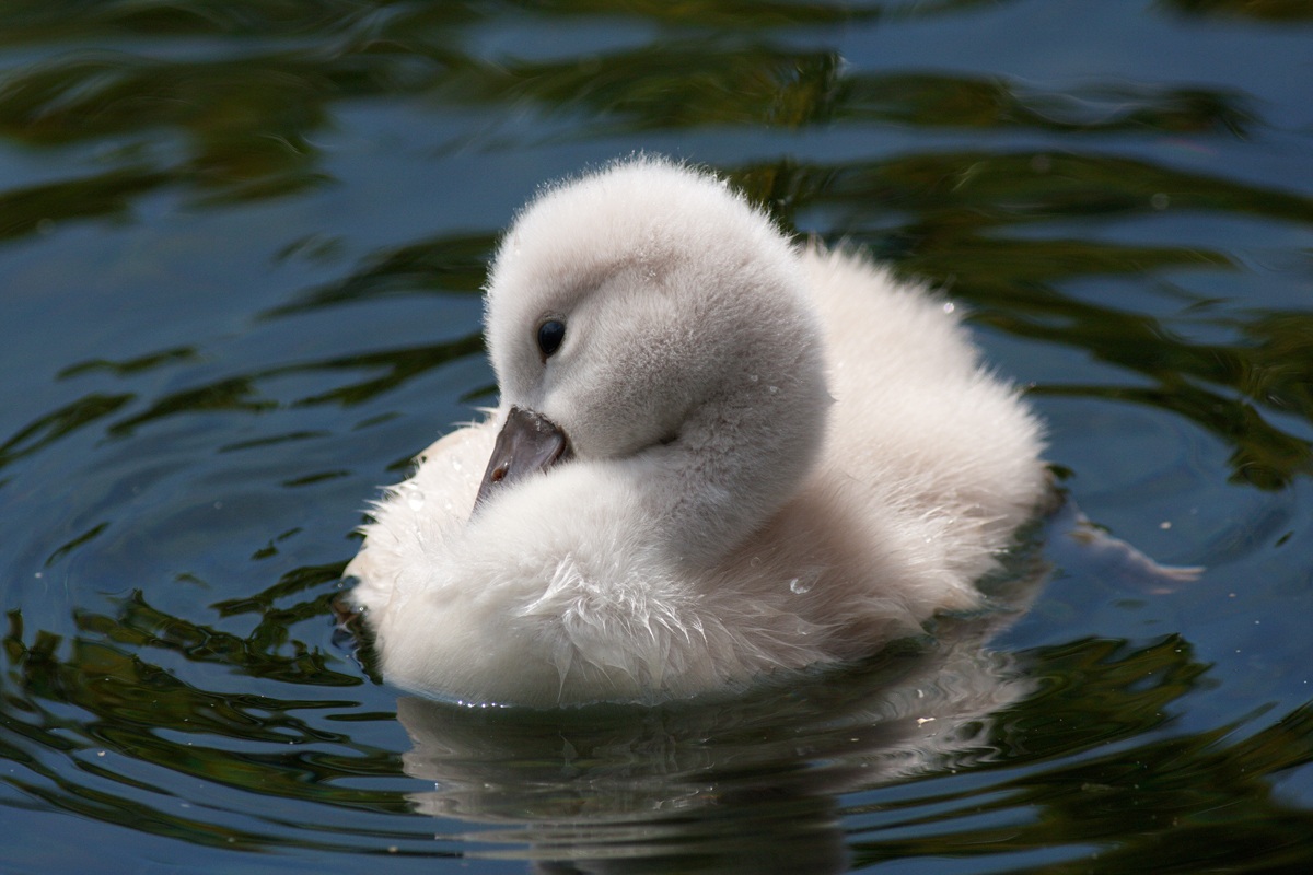 I will grow up the Swan
