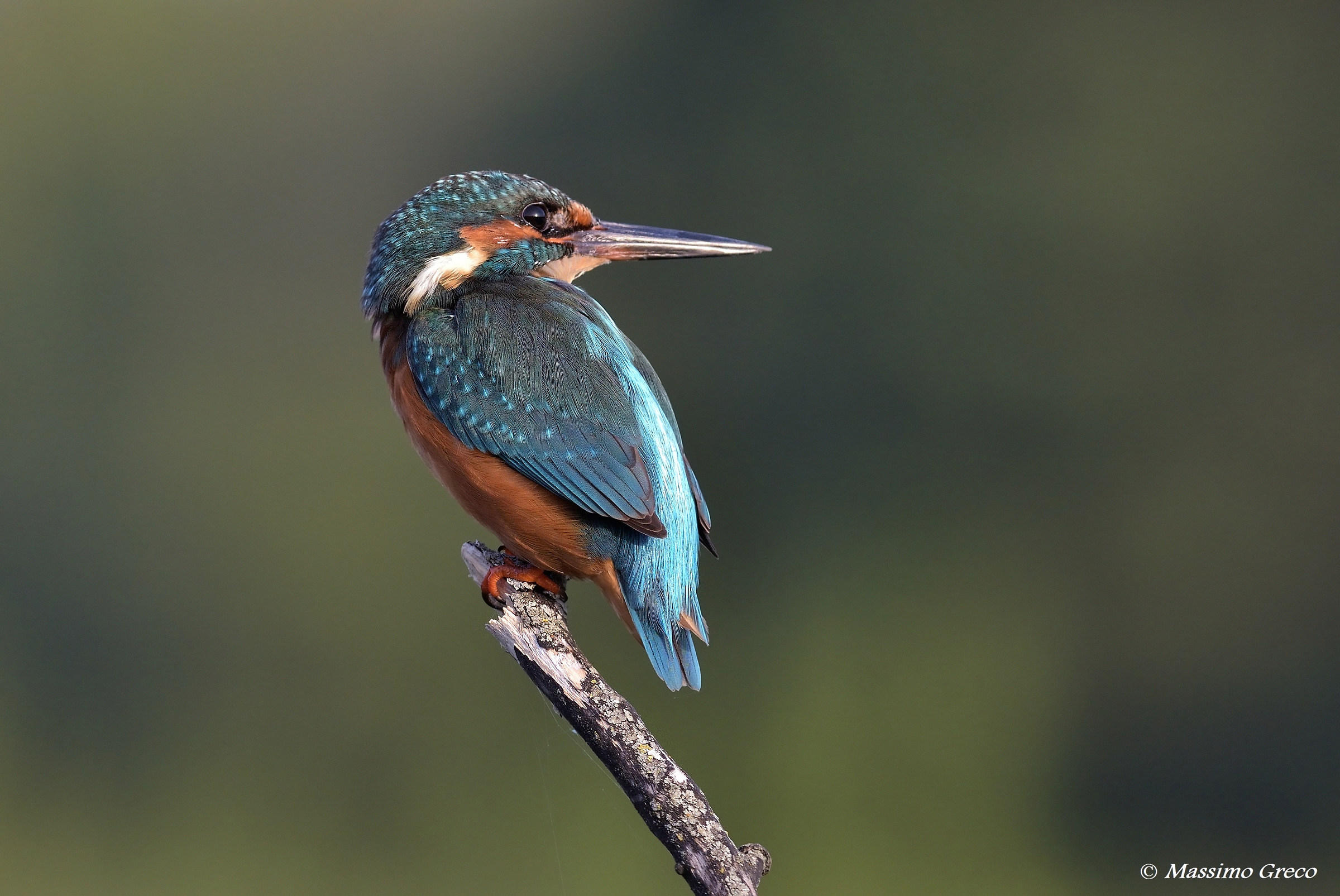 Martin pescatore (Alcedo atthis)