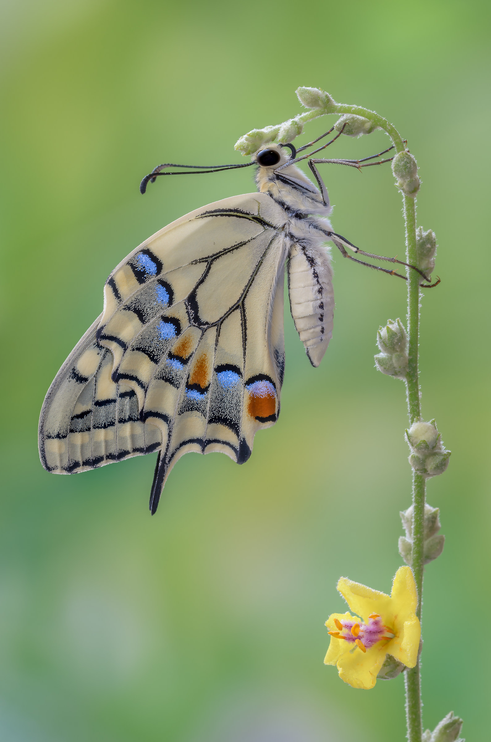 Papilio machaon