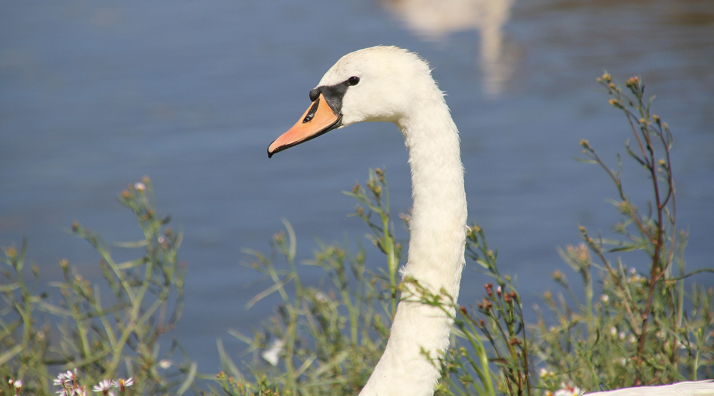 Mute Swan