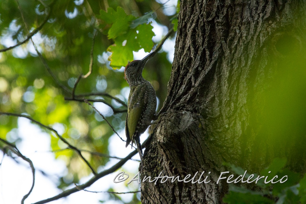 First green woodpecker