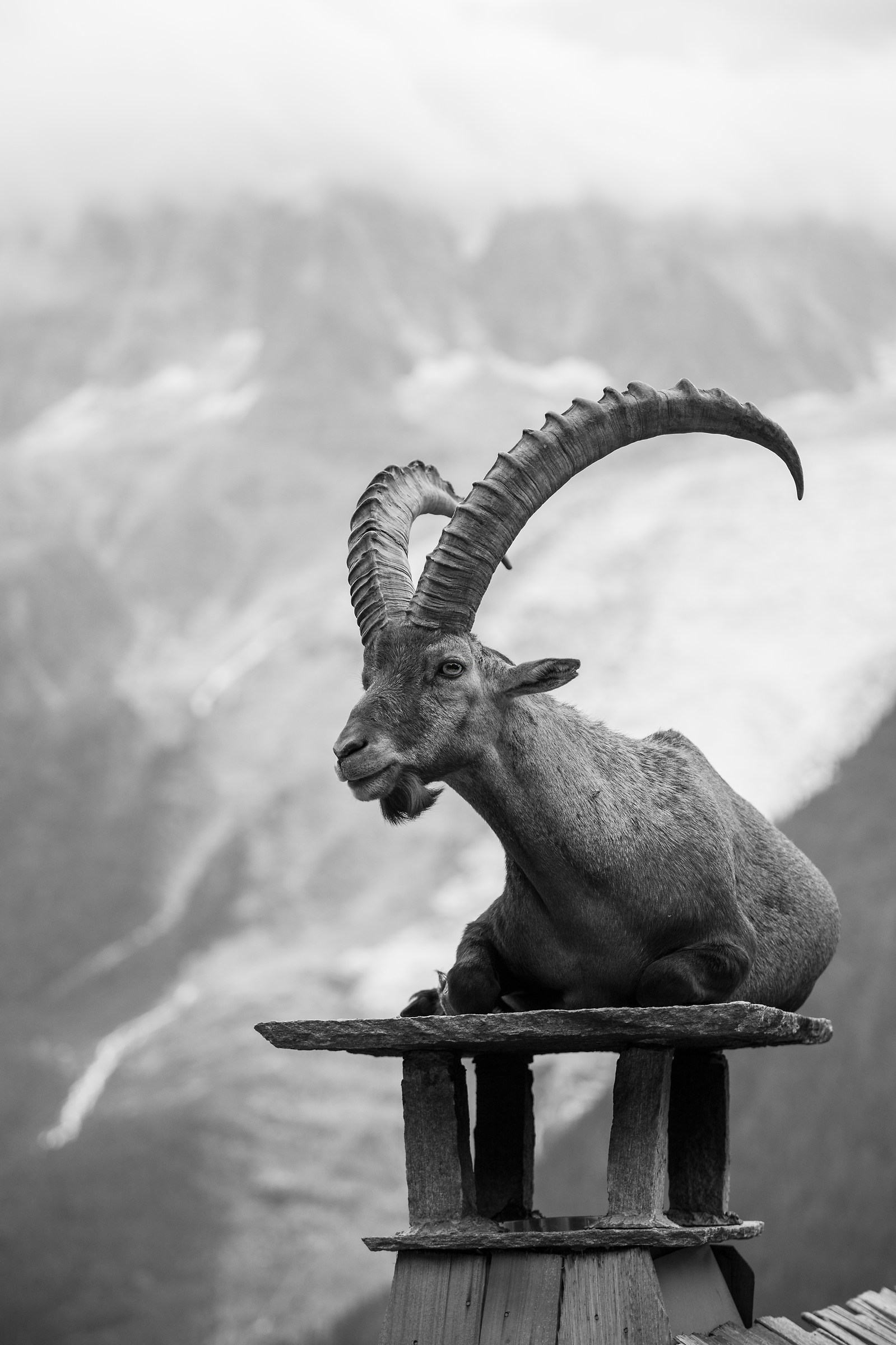 io sto qui sul tetto voi fate quello che volete