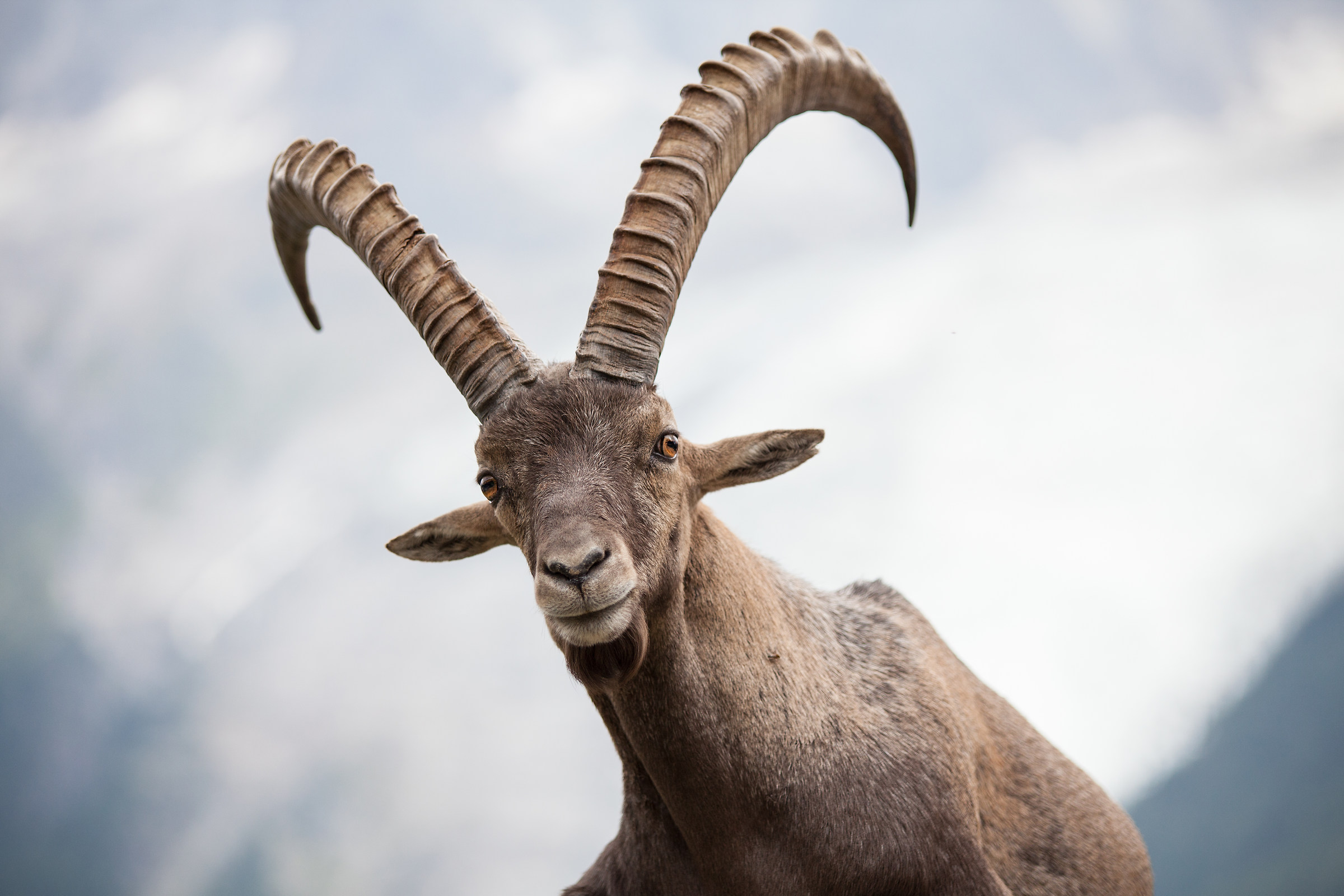 primo piano stambecco