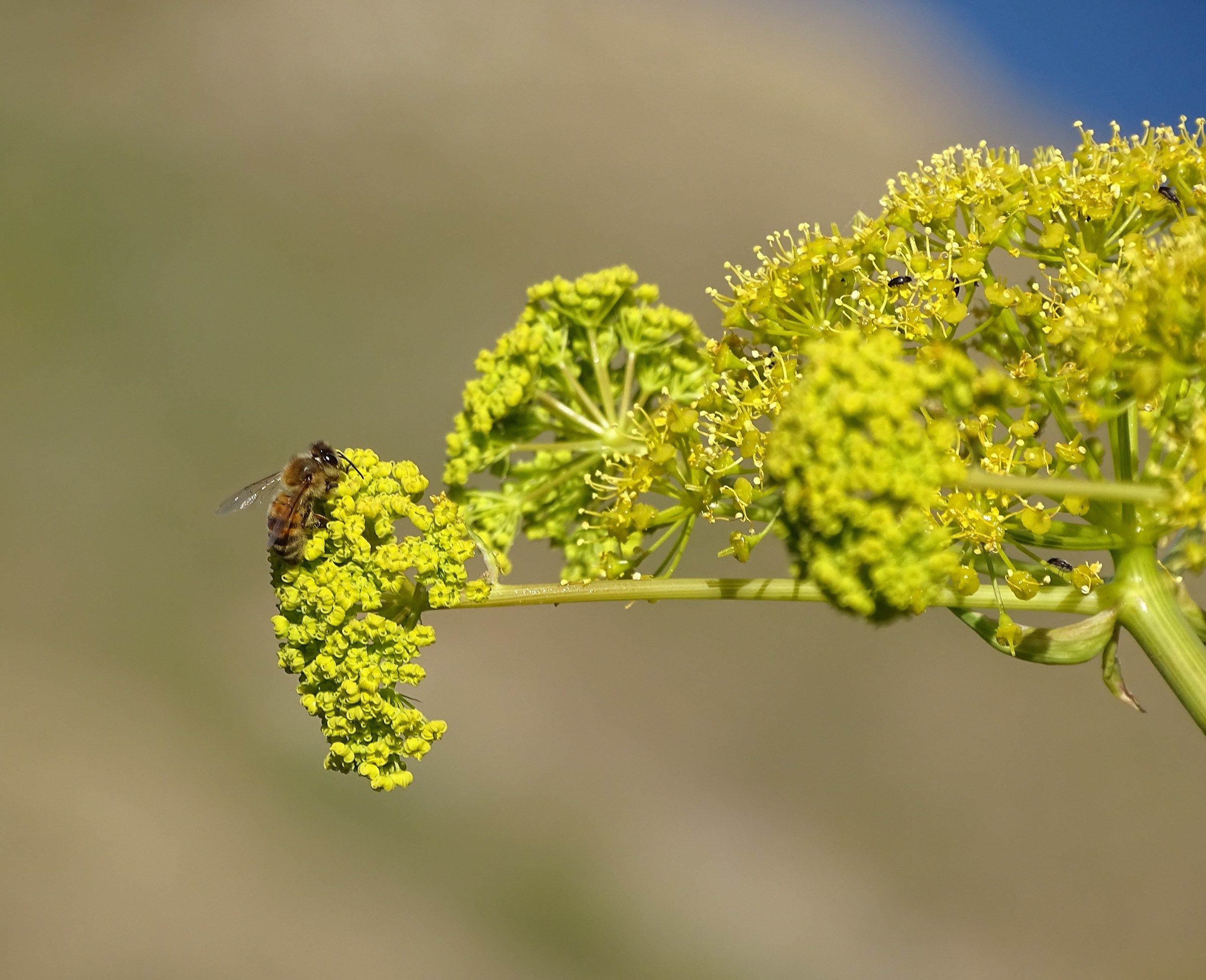 prime prove di macro e messa a fuoco