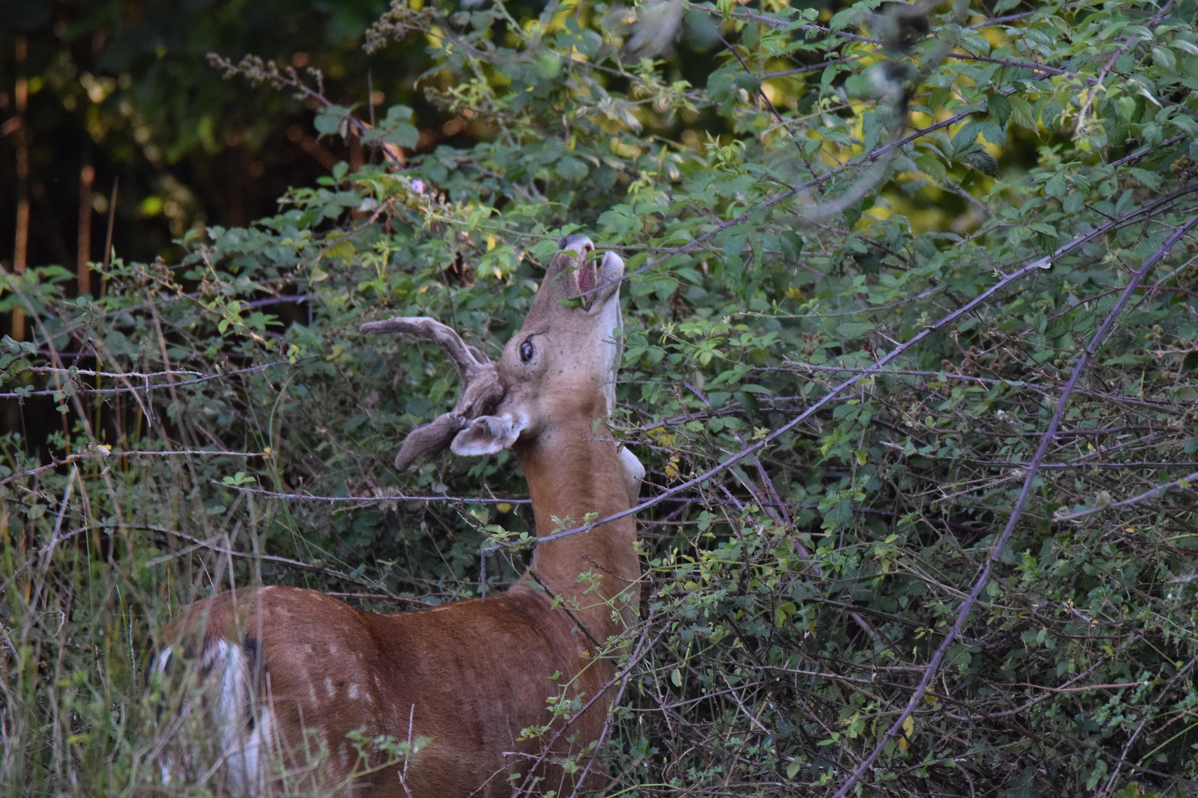 fallow deer
