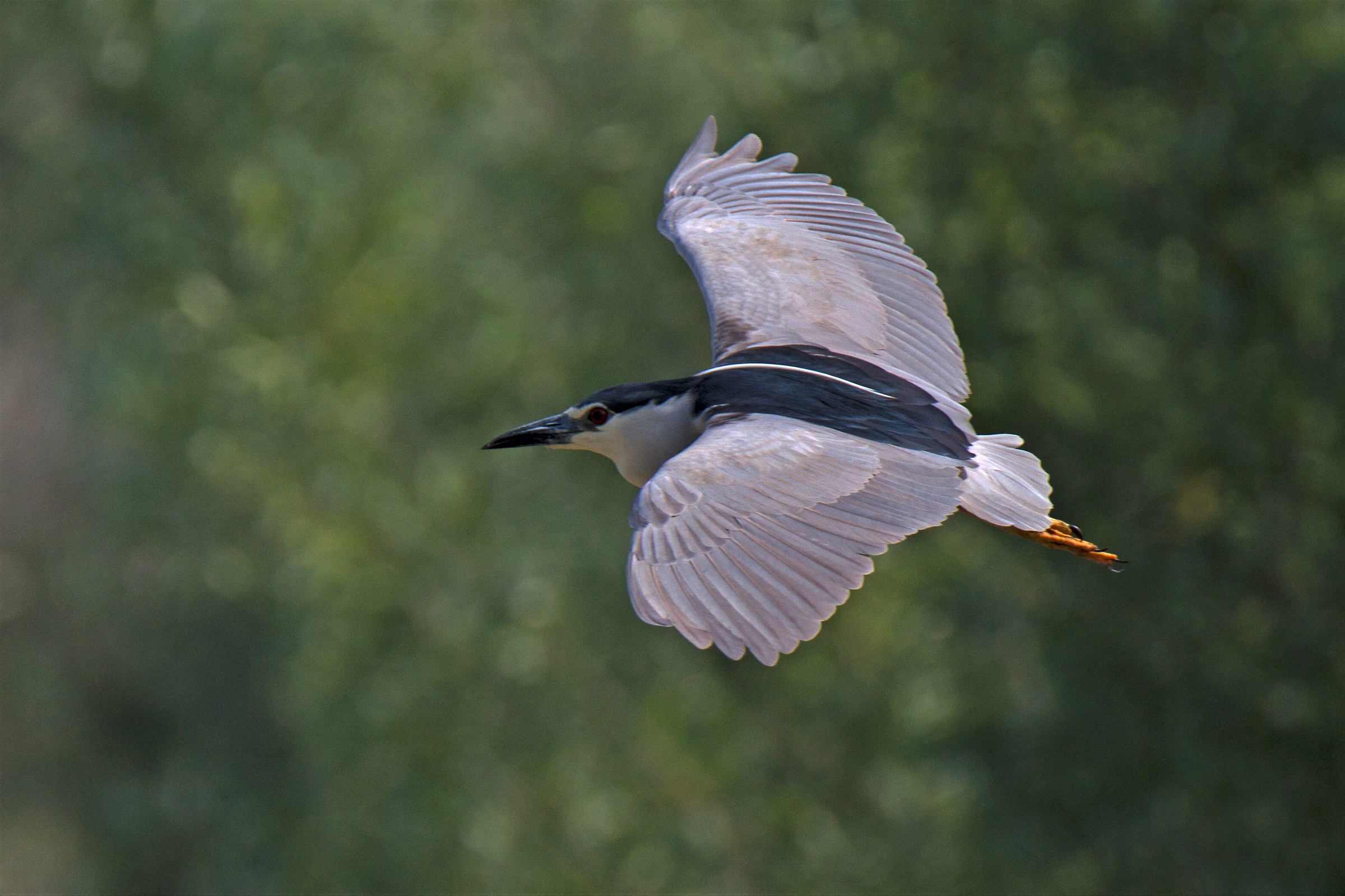 01 Nitticora in volo