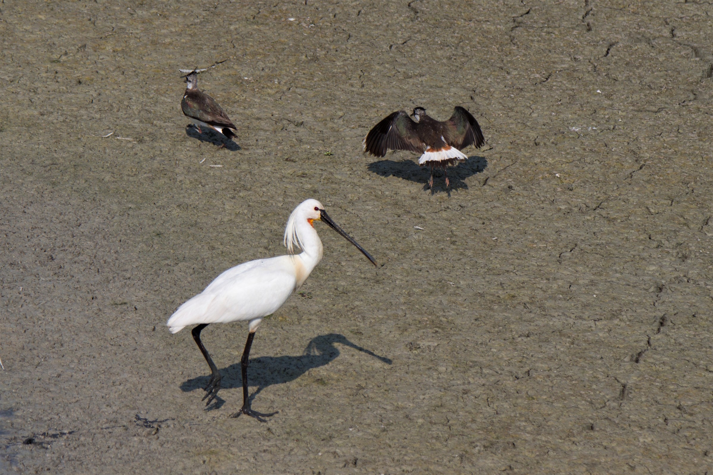 03 Spatola e pavoncelle