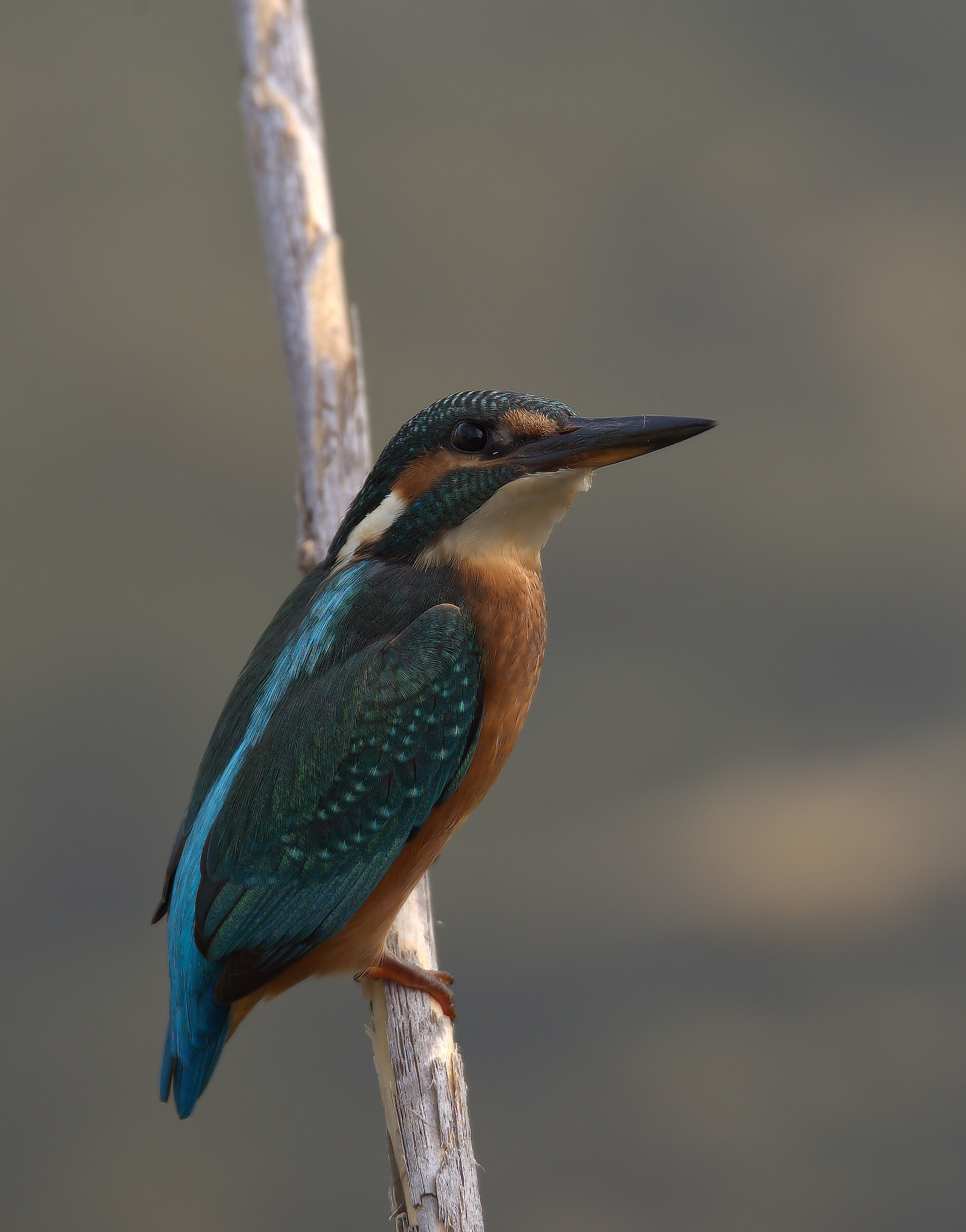 Kingfisher