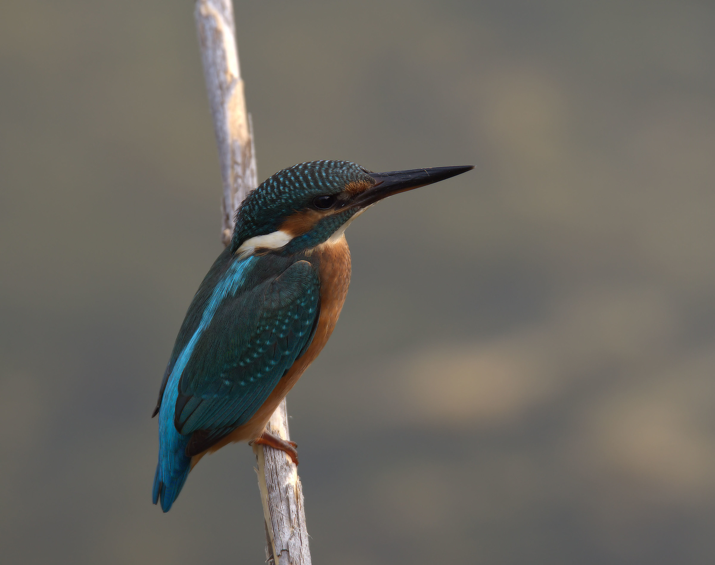 Kingfisher