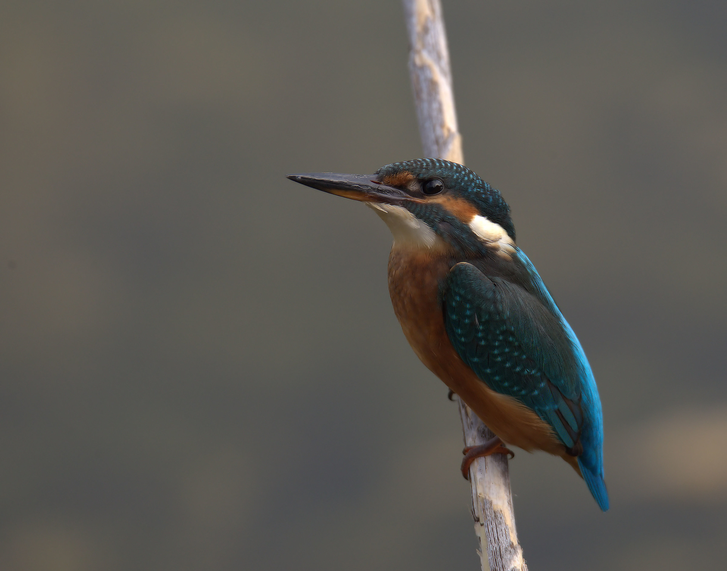 Kingfisher