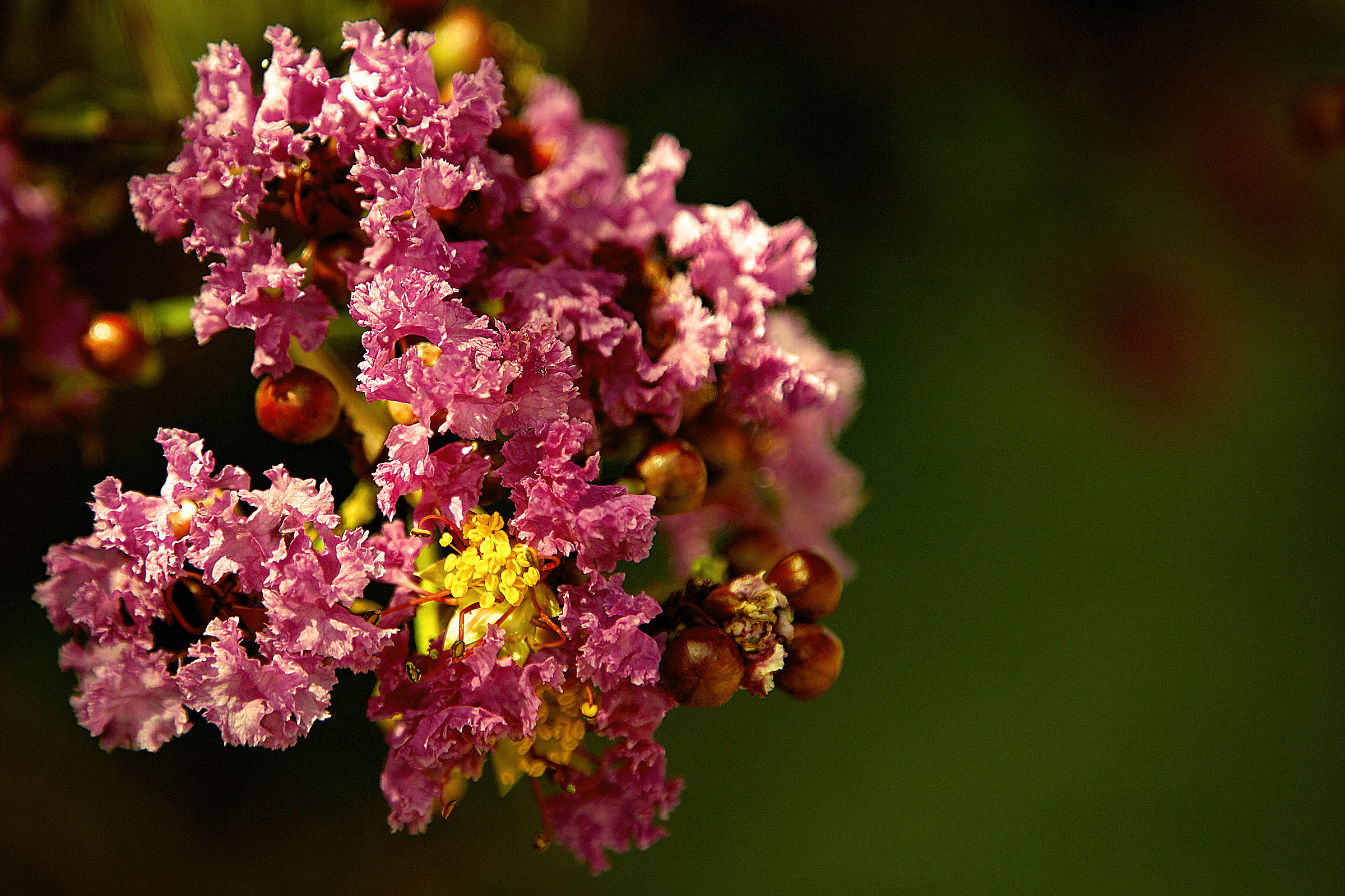 Bacche, pistilli e fiori