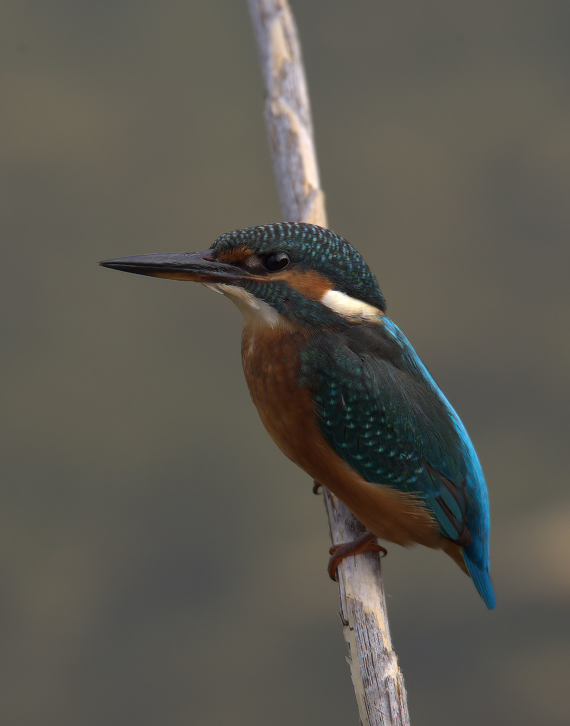 Kingfisher