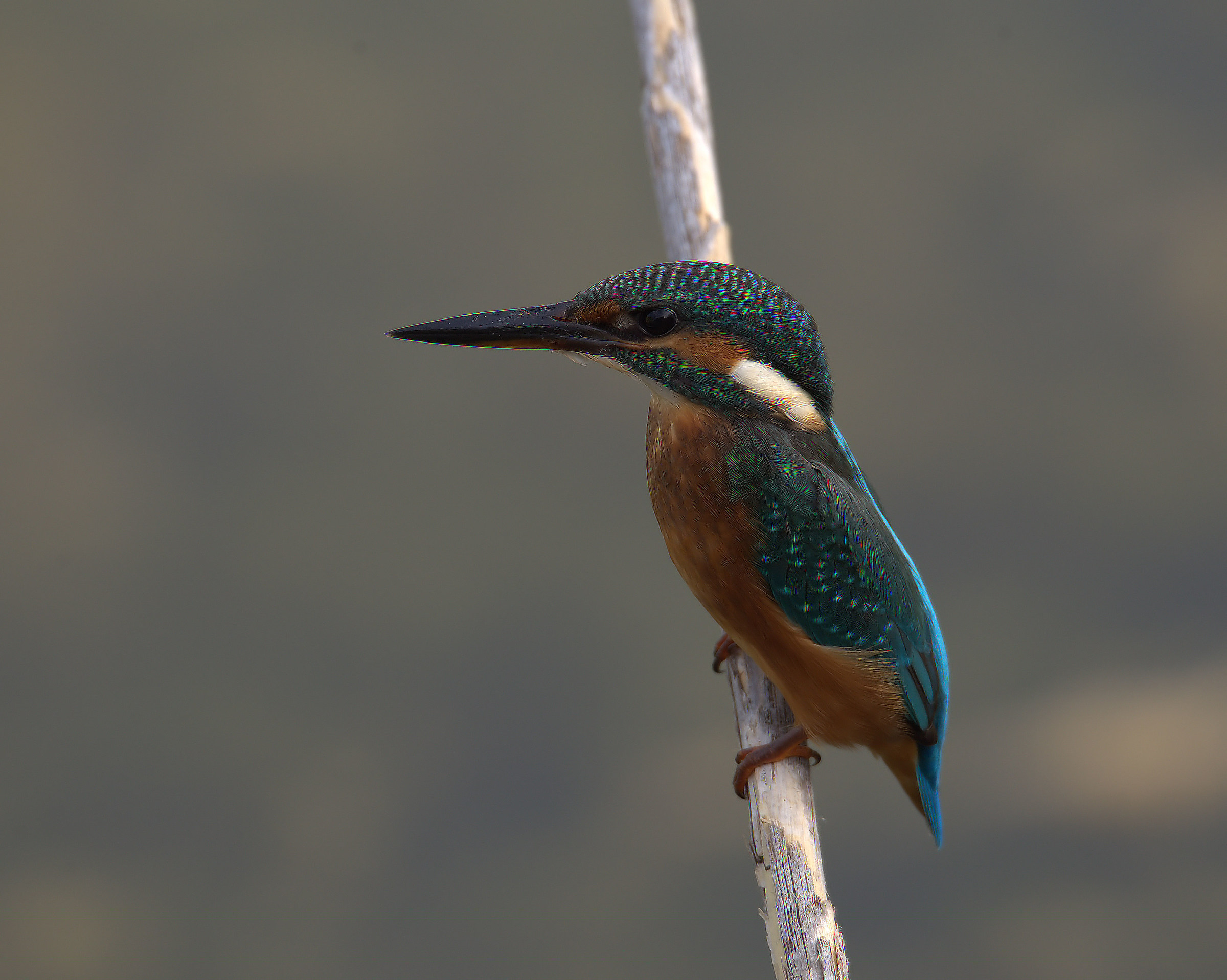 Kingfisher