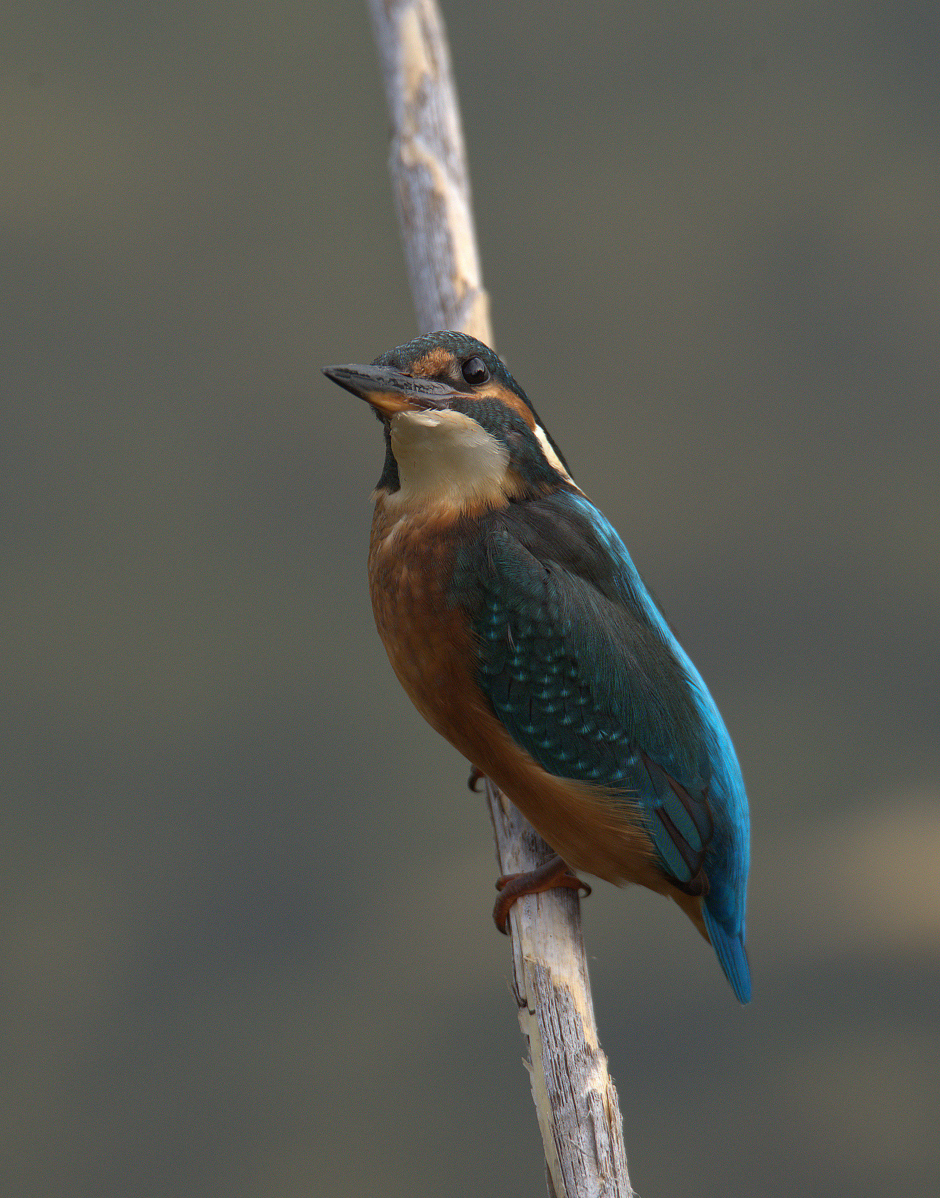 Kingfisher
