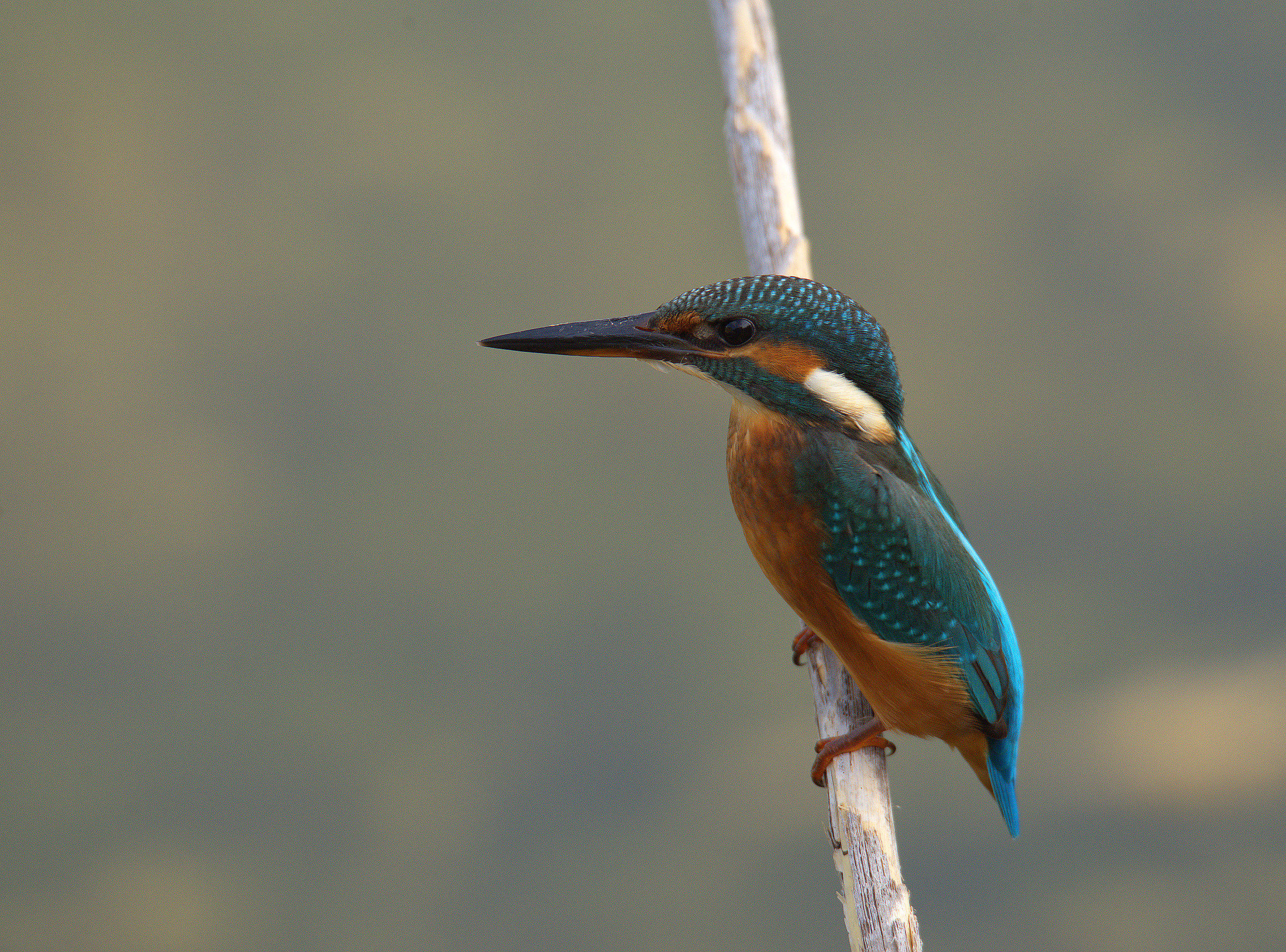 Kingfisher