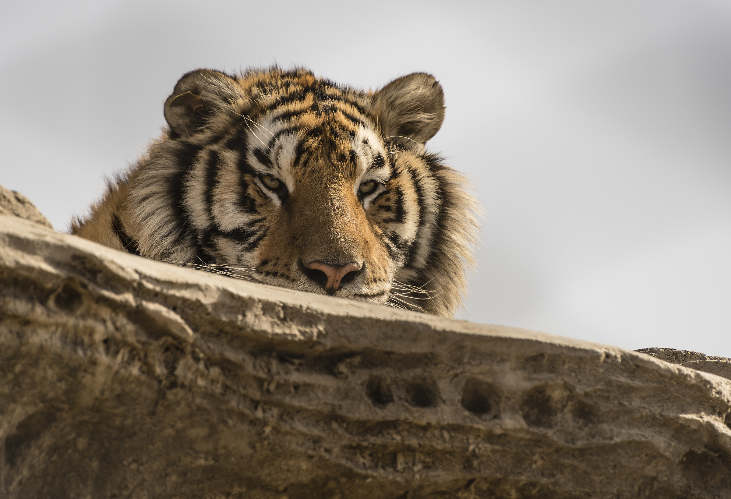 Siberia tiger park - Harbin, Cina