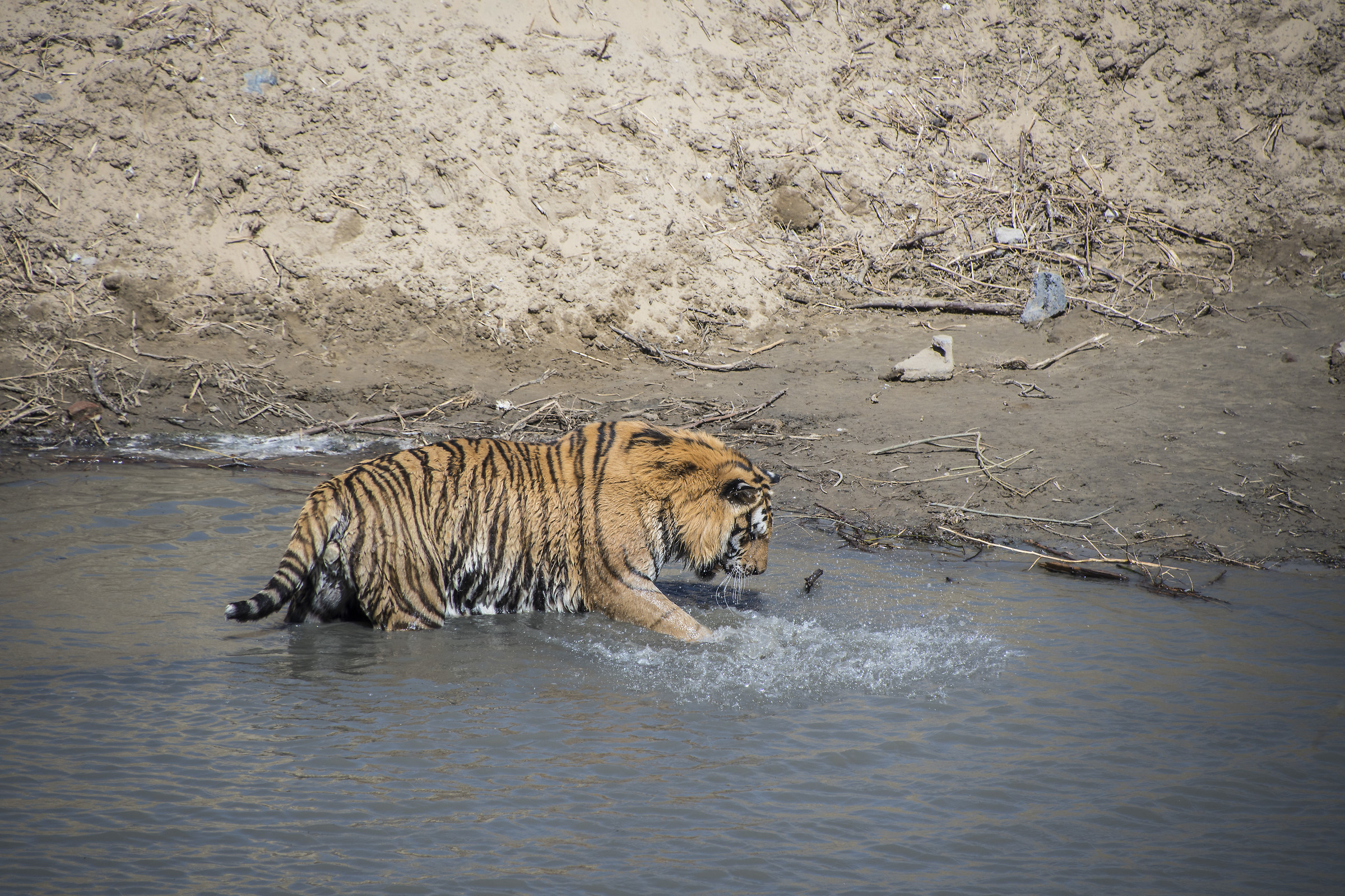 Siberia tiger park - Harbin, Cina