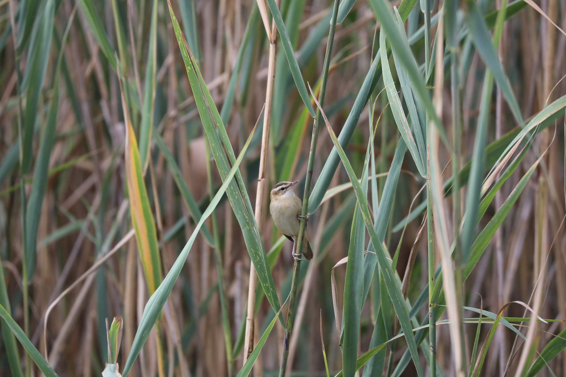 Field trial with Forapaglie with very little light