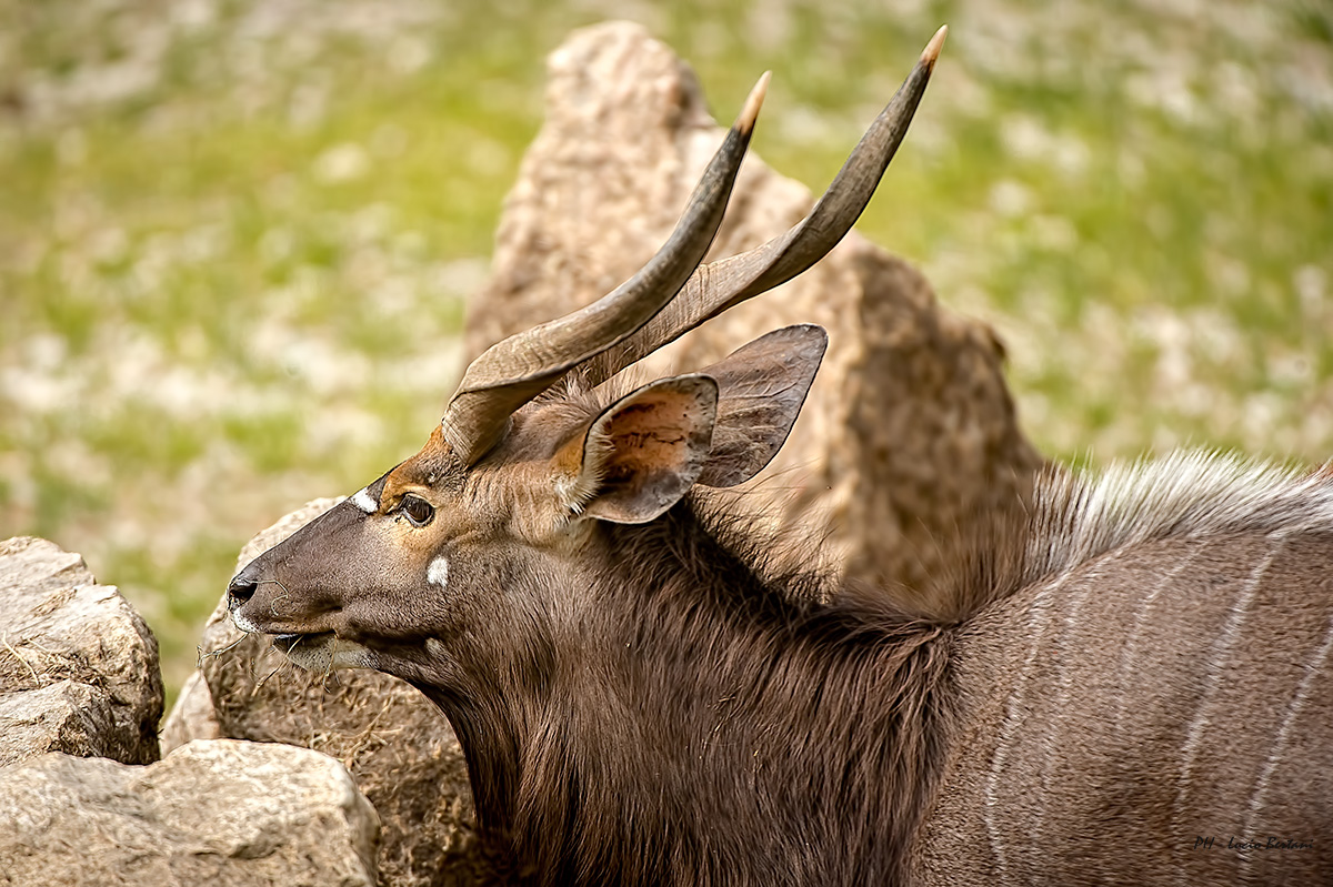 Nyala