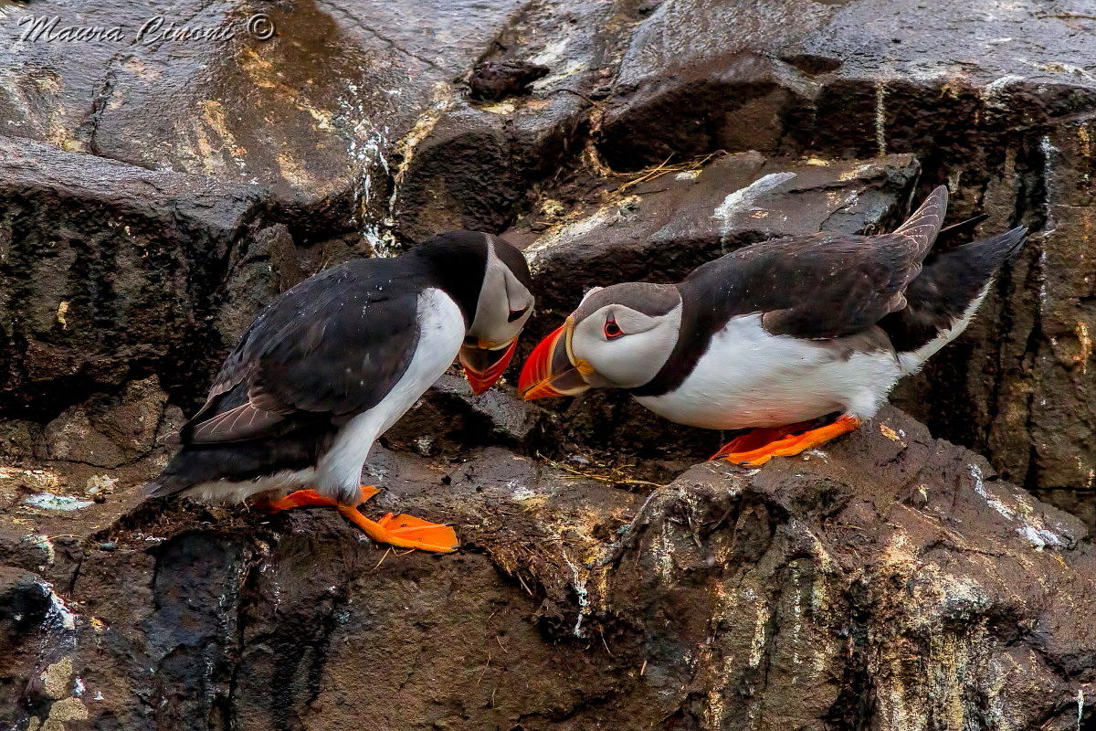 Puffins: Discussions