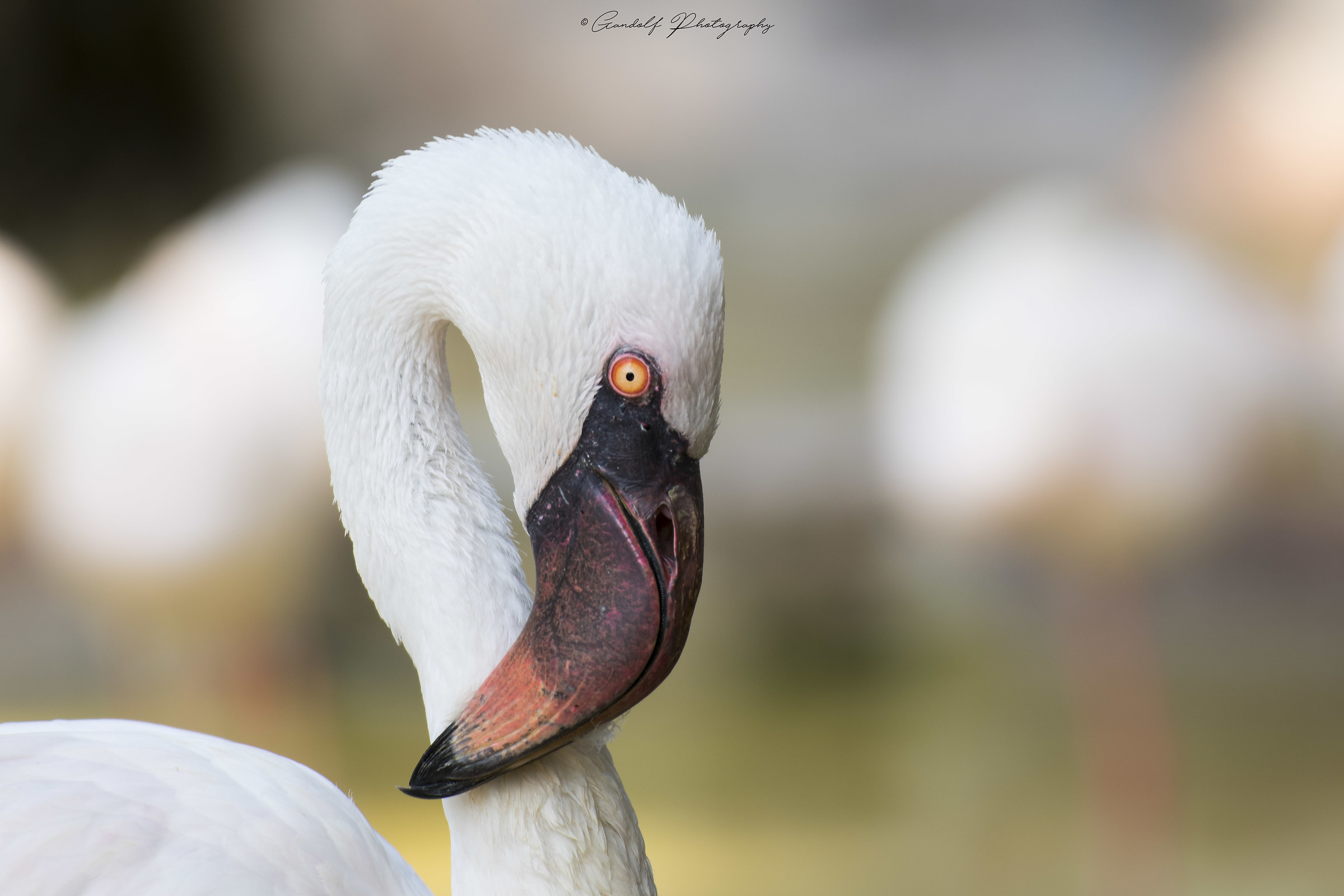 Non mi fotografare!!!