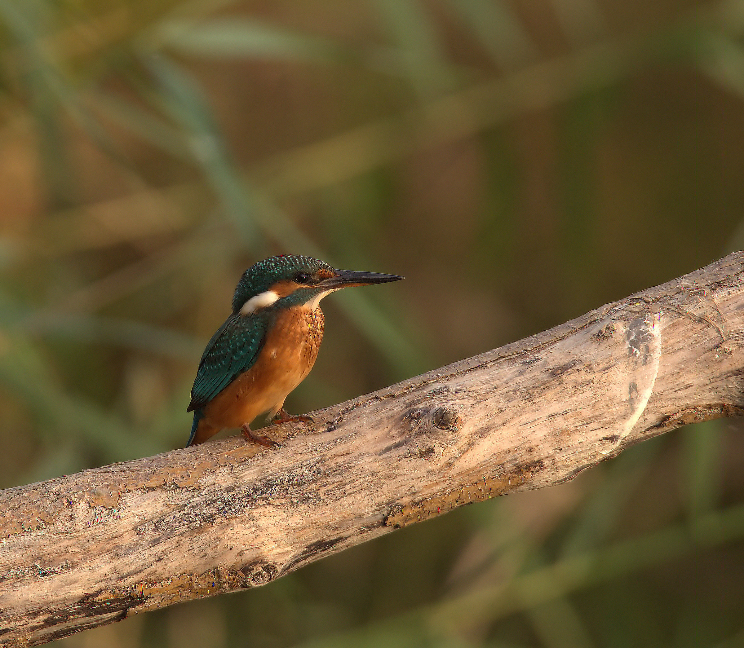 Kingfisher