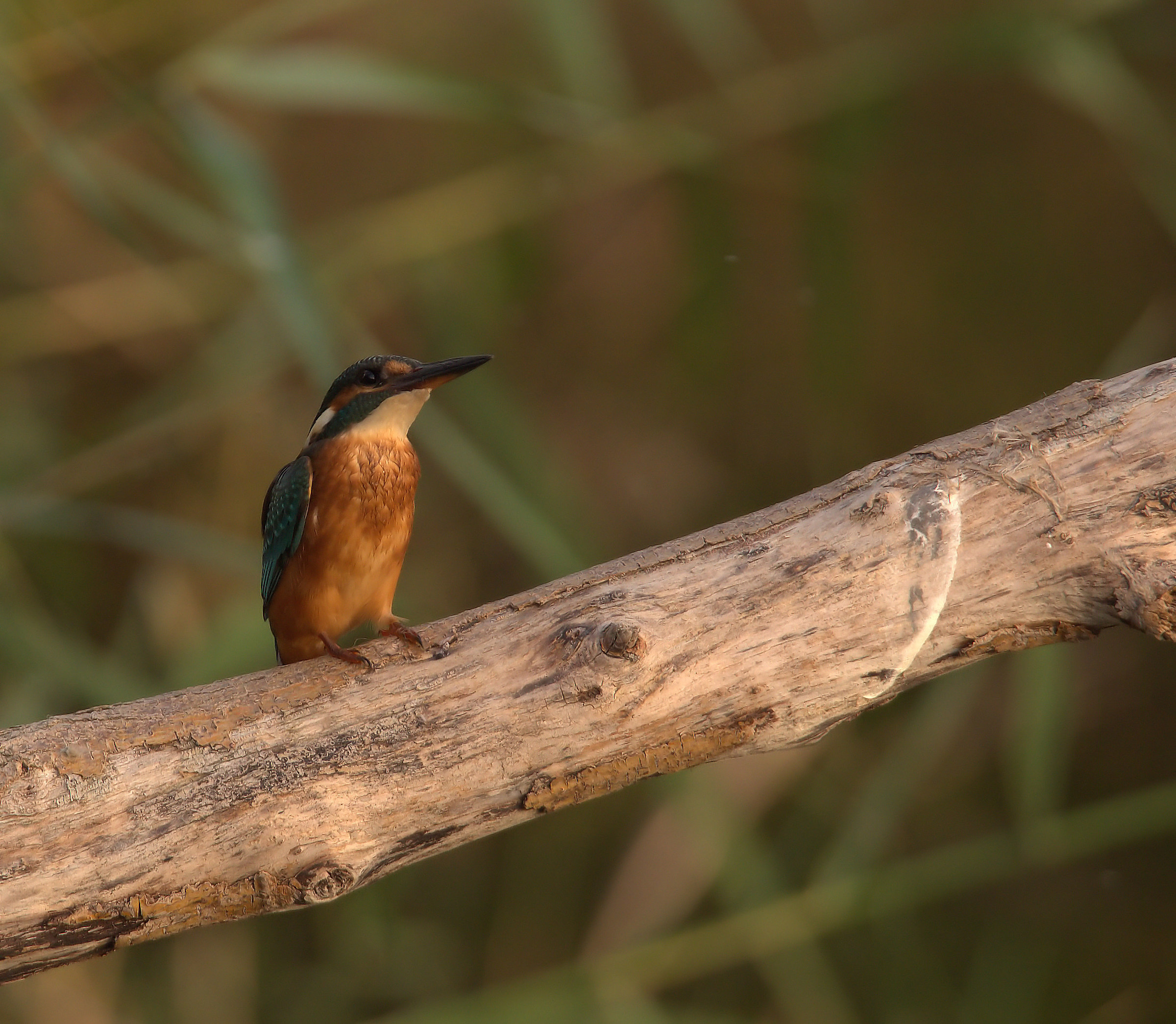 Kingfisher