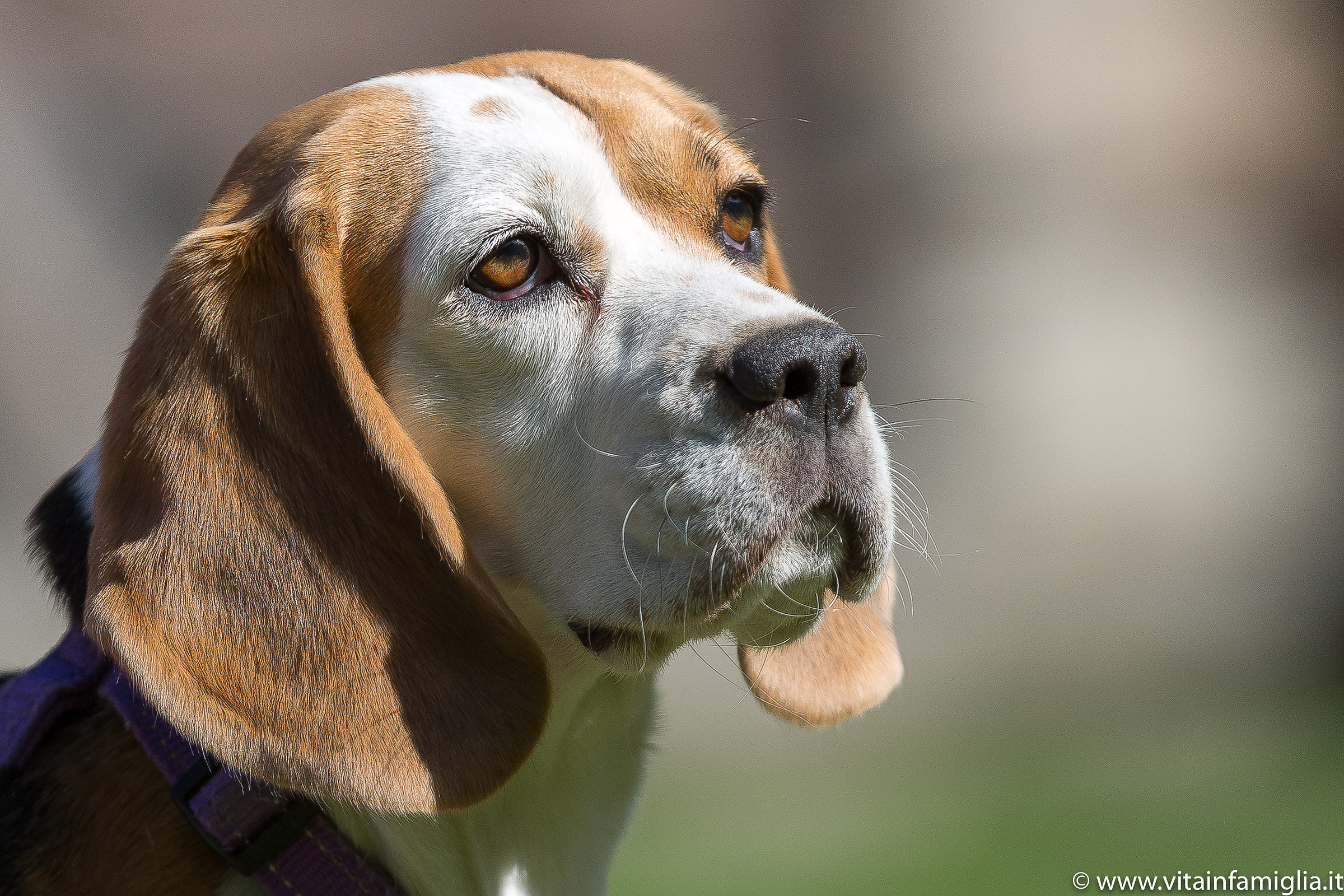 Uno sguardo vale più di mille parole..