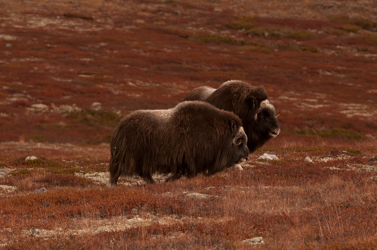 Bue muschiato officina