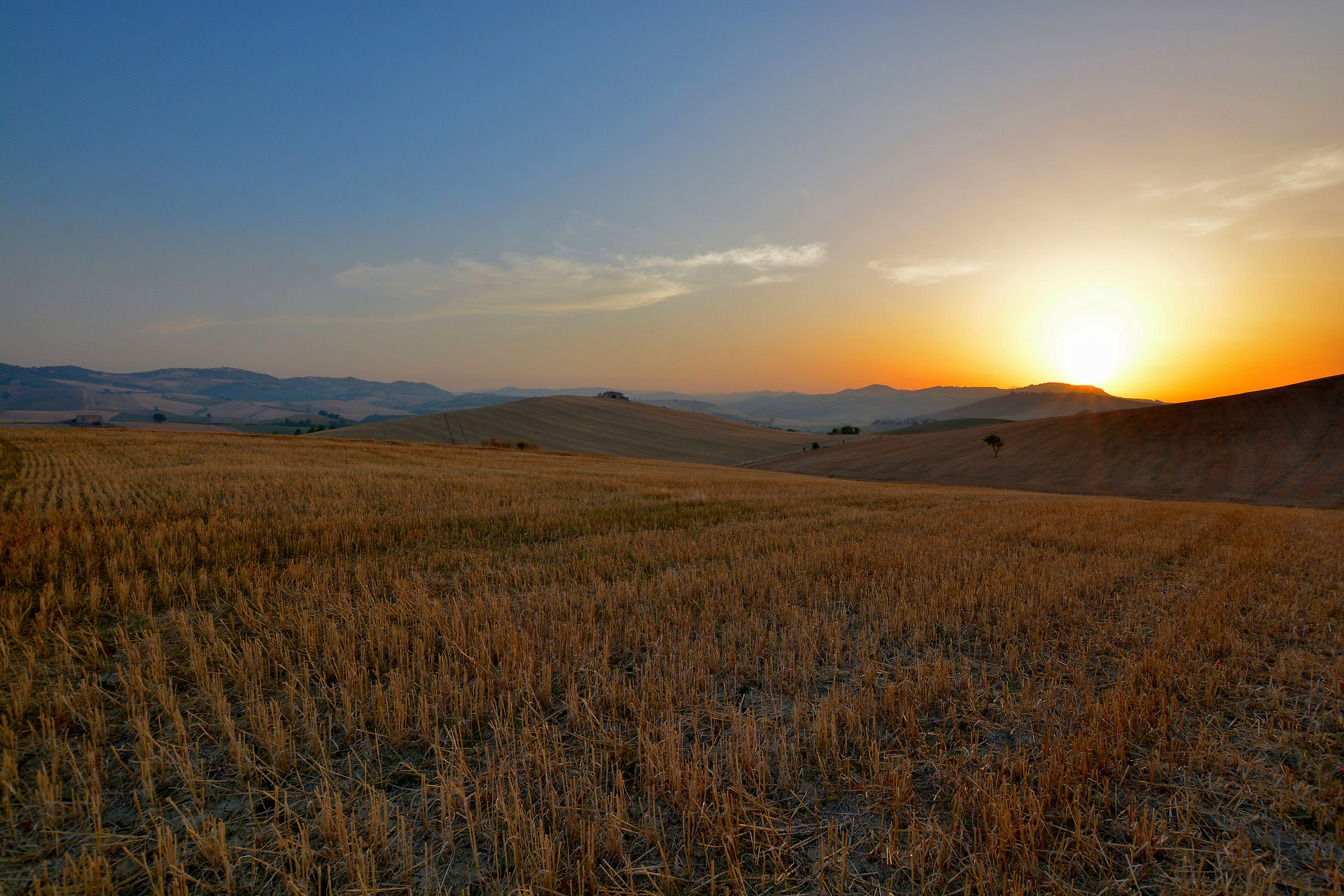 Wheat and Sunset