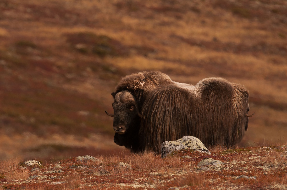 Bue muschiato officina