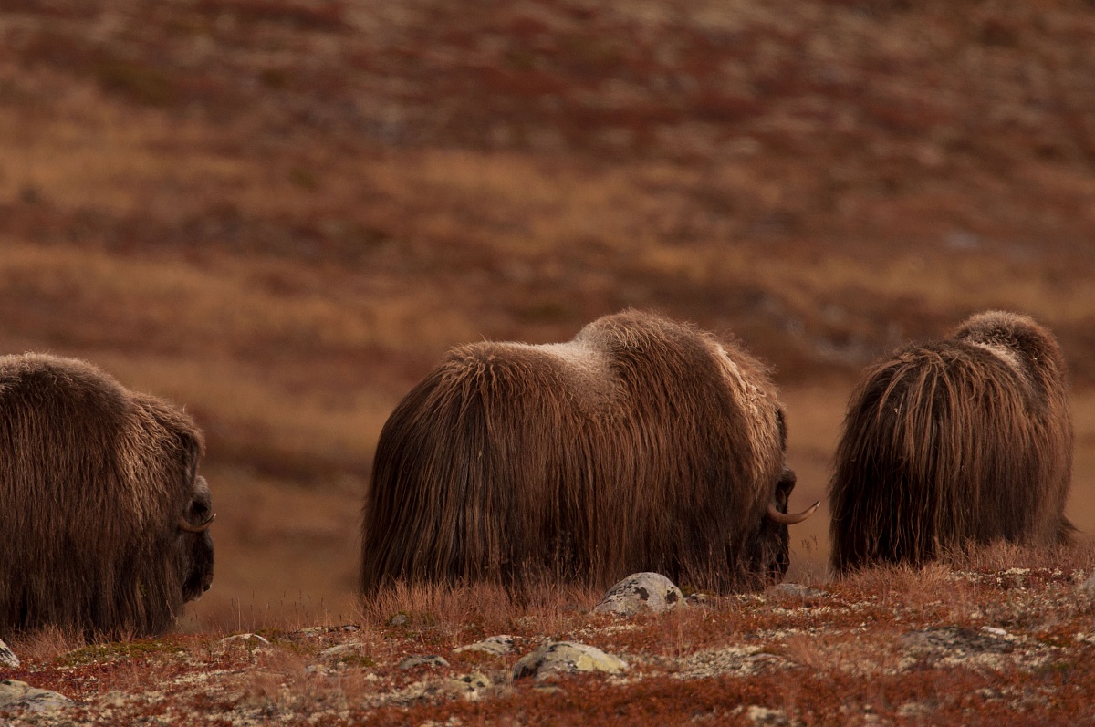 Bue muschiato officina
