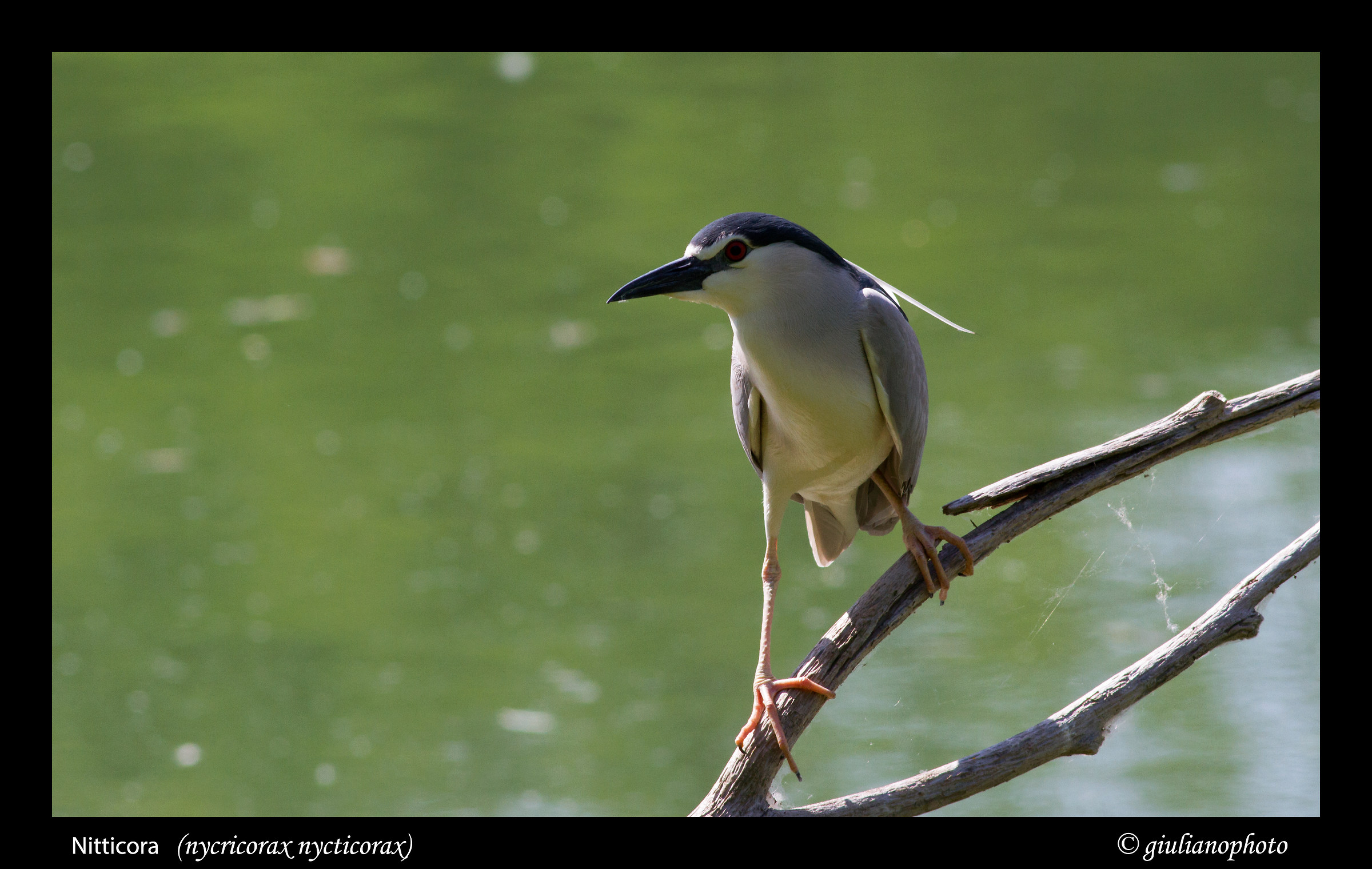 Nitticora (nycticorax nycticorax)