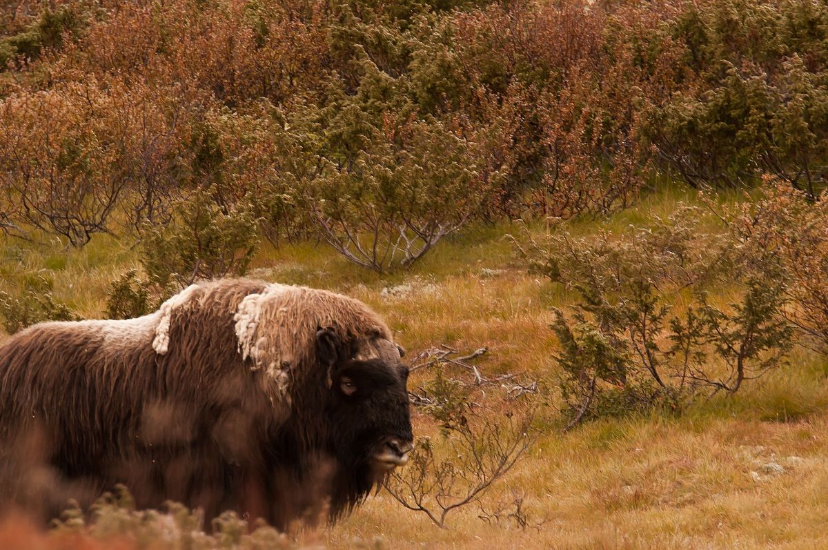 Bue muschiato officina