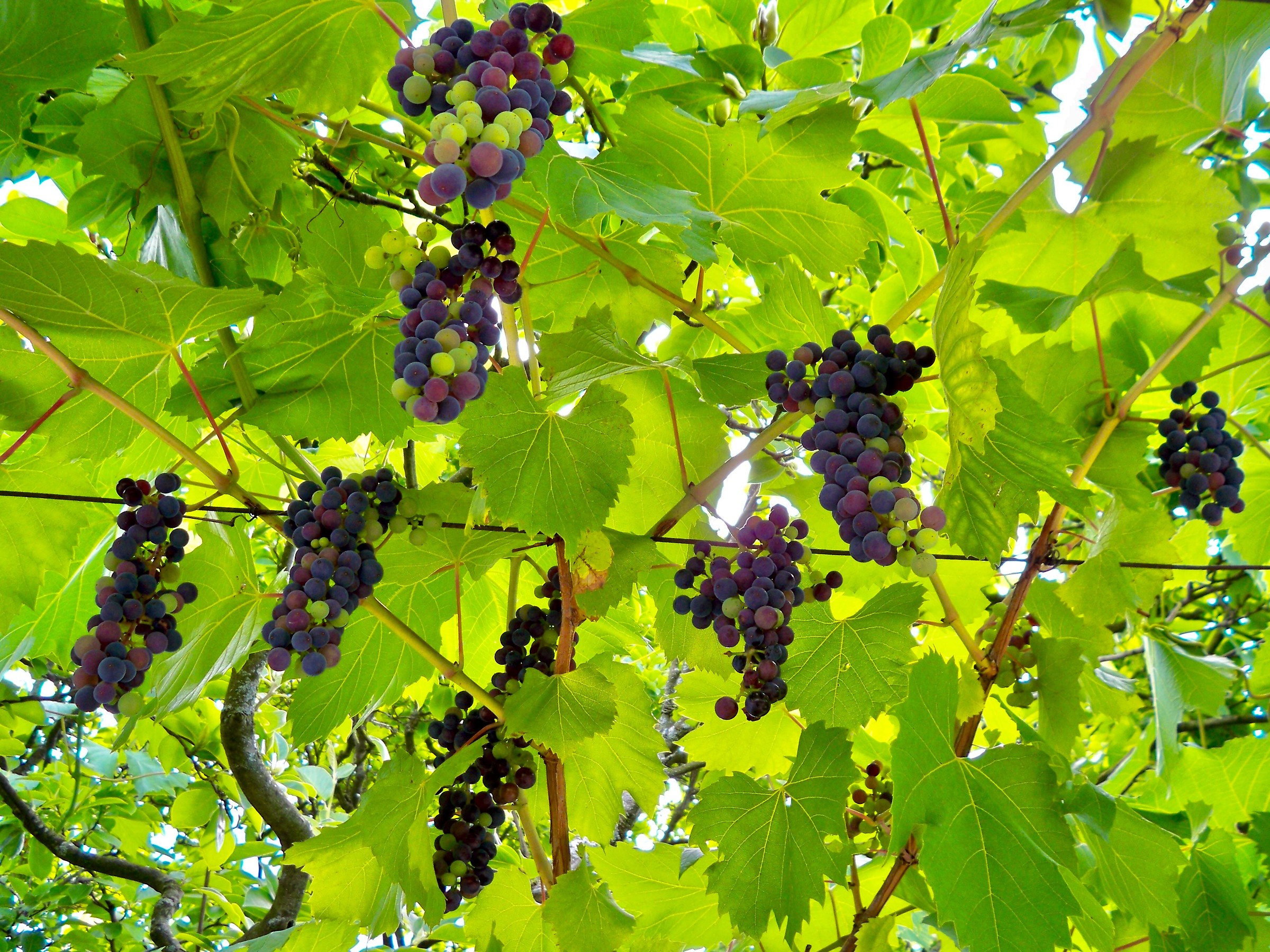 Please, serve yourself. Fresh grapes.