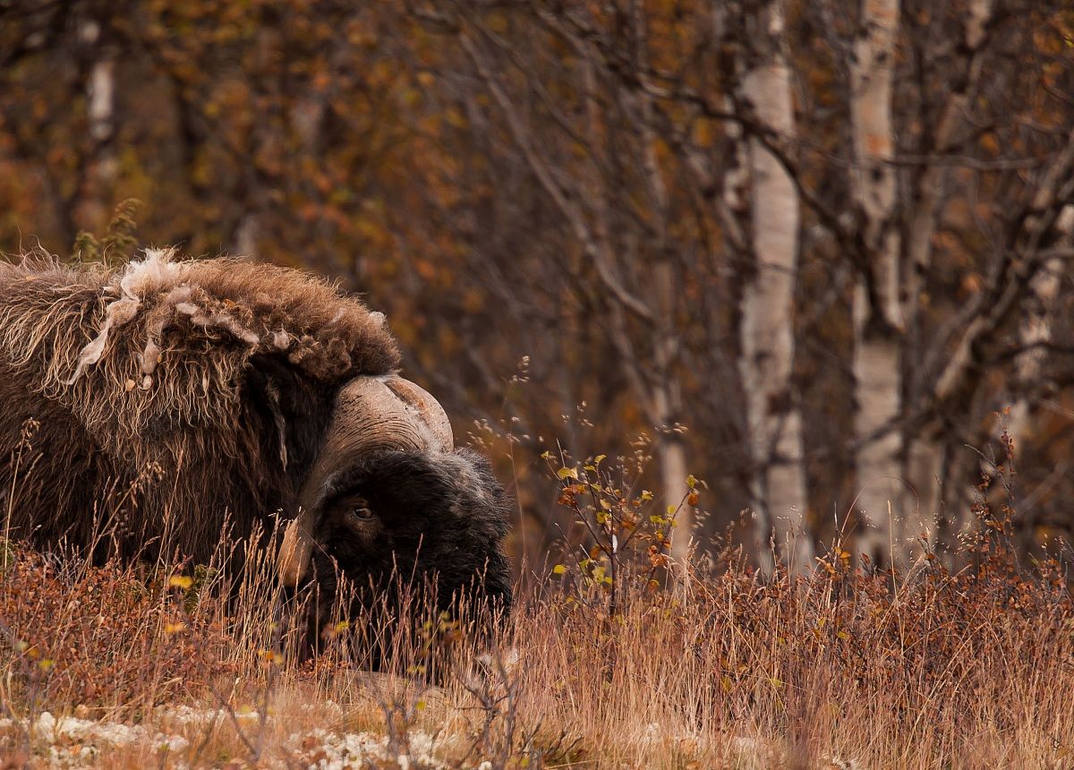 Musk ox workshop