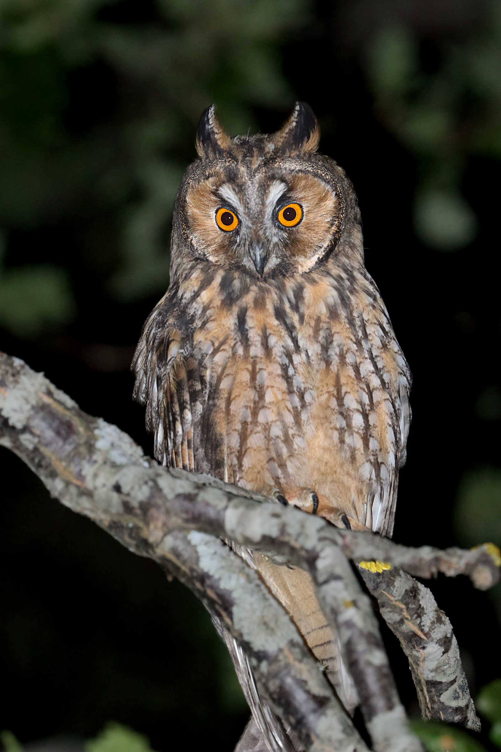 Common owl