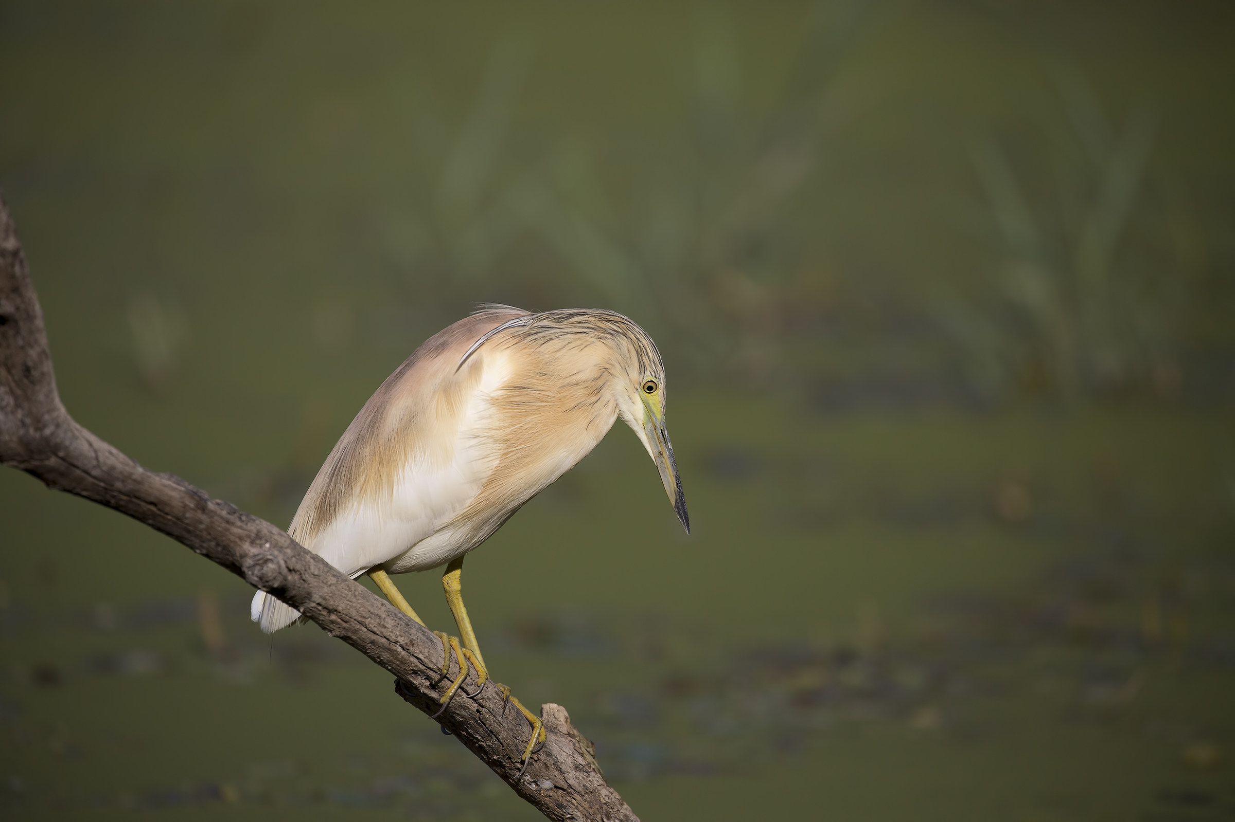 Sgarza tuff on a heap